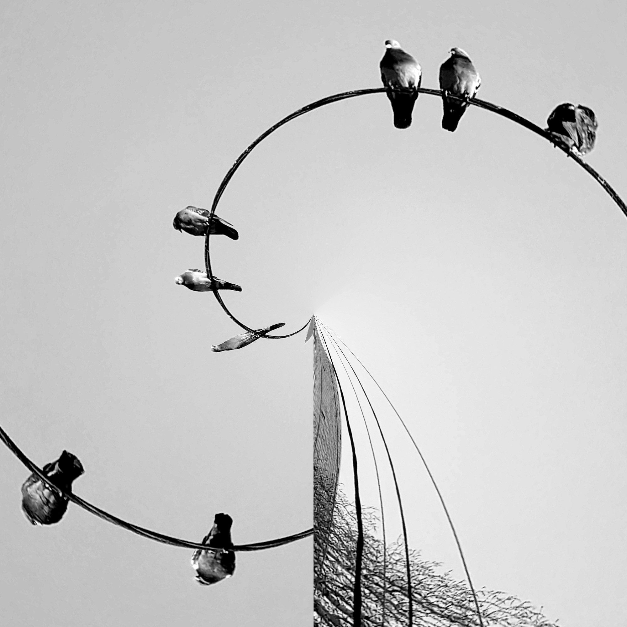 birds, abstract, abstraction, b&w, good in the sun, birds in the sun, птицы на солнце, абстракция, арт, art, ч/б, Karina Yakovleva