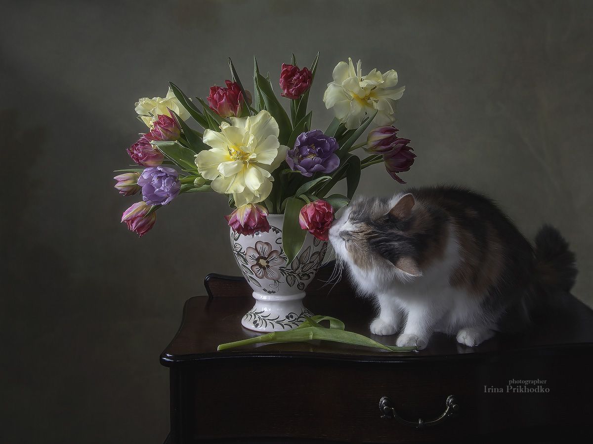 натюрморт, тюльпаны, букет, кошка, котейка, домашние животные, Приходько Ирина