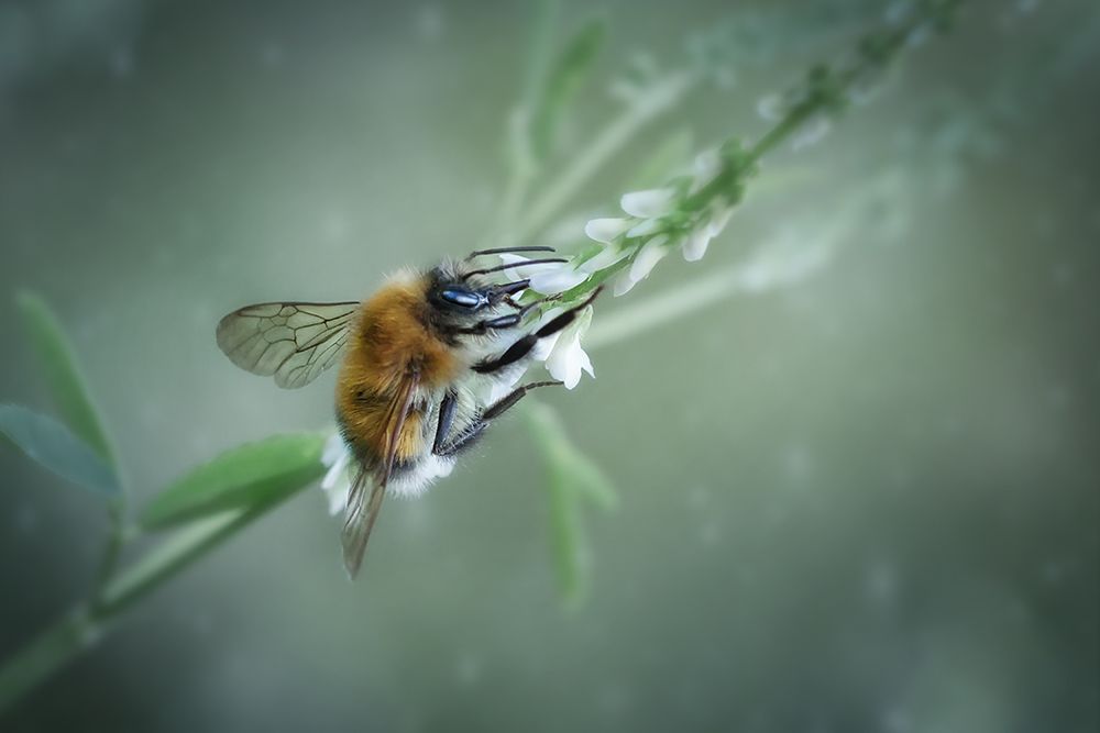 цветок, муха, пчела, fly, макро, macro, волшебное макро, Марина Хилько