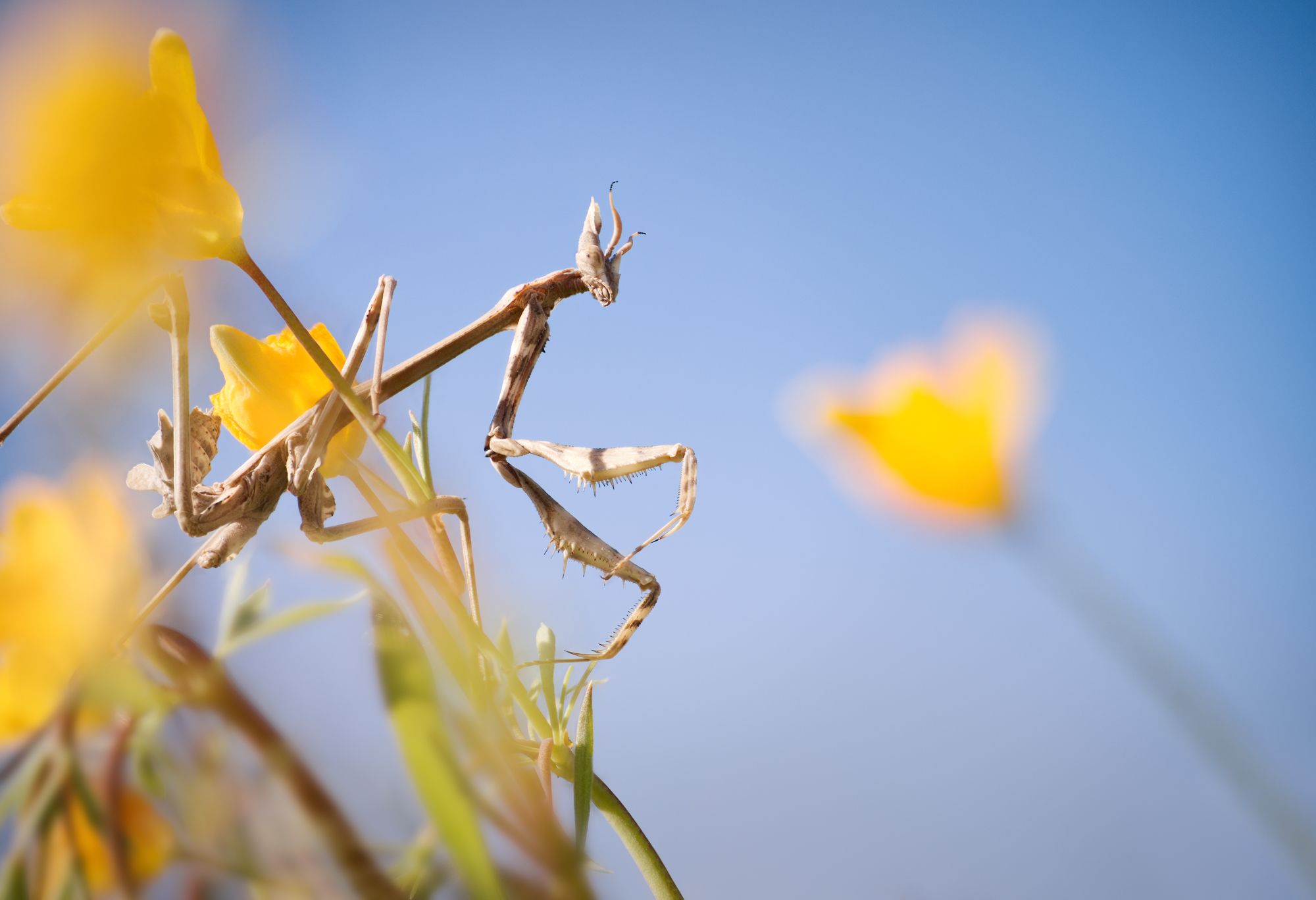 macro insect mantis nature empusa flowers, Panagiotis Dalagiorgos