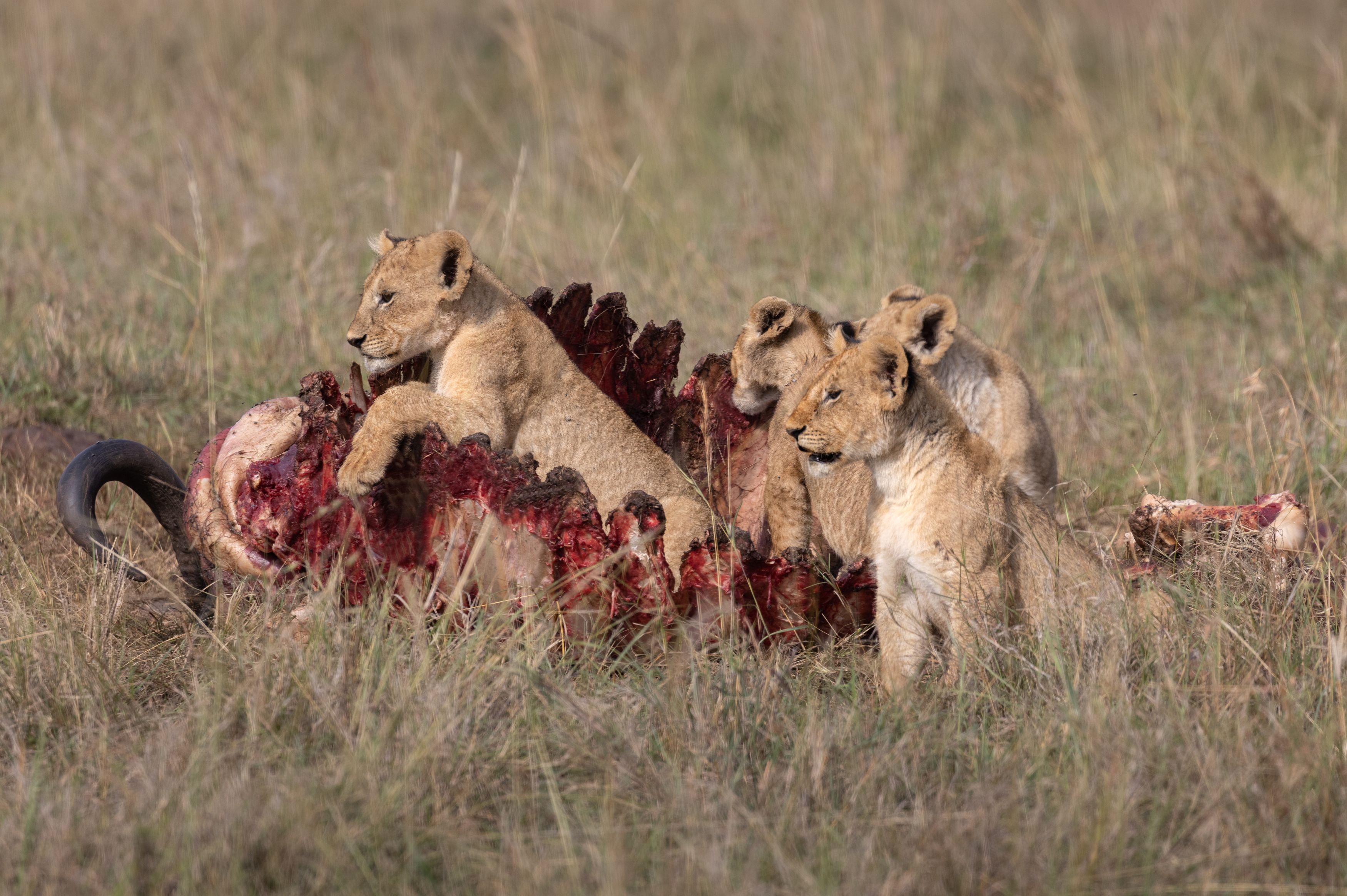 cub, cubs, lion. lioness, safari, kill, africa, kenya, masai mara, big five, Roman Bevzenko