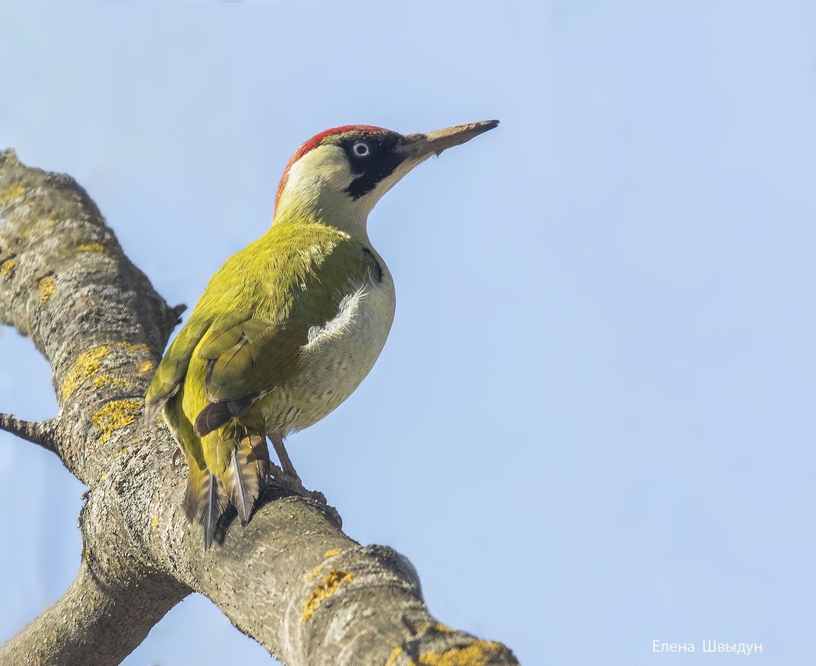 bird of prey, animal, birds, bird,  animal wildlife,  nature,  animals in the wild, european green woodpecker, woodpecker, зелёный дятел, дятел, Елена Швыдун