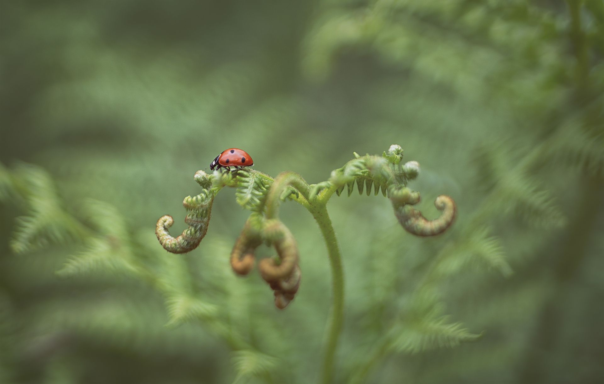 ladybug macro green nature bug , Petya Lazarova