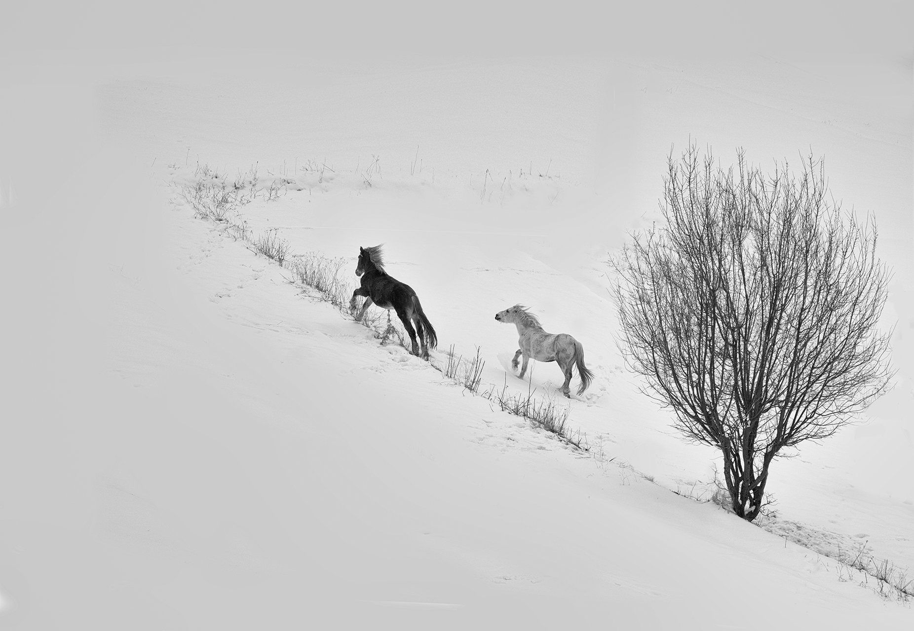 horses winter black and white tree snow running , Petya Lazarova