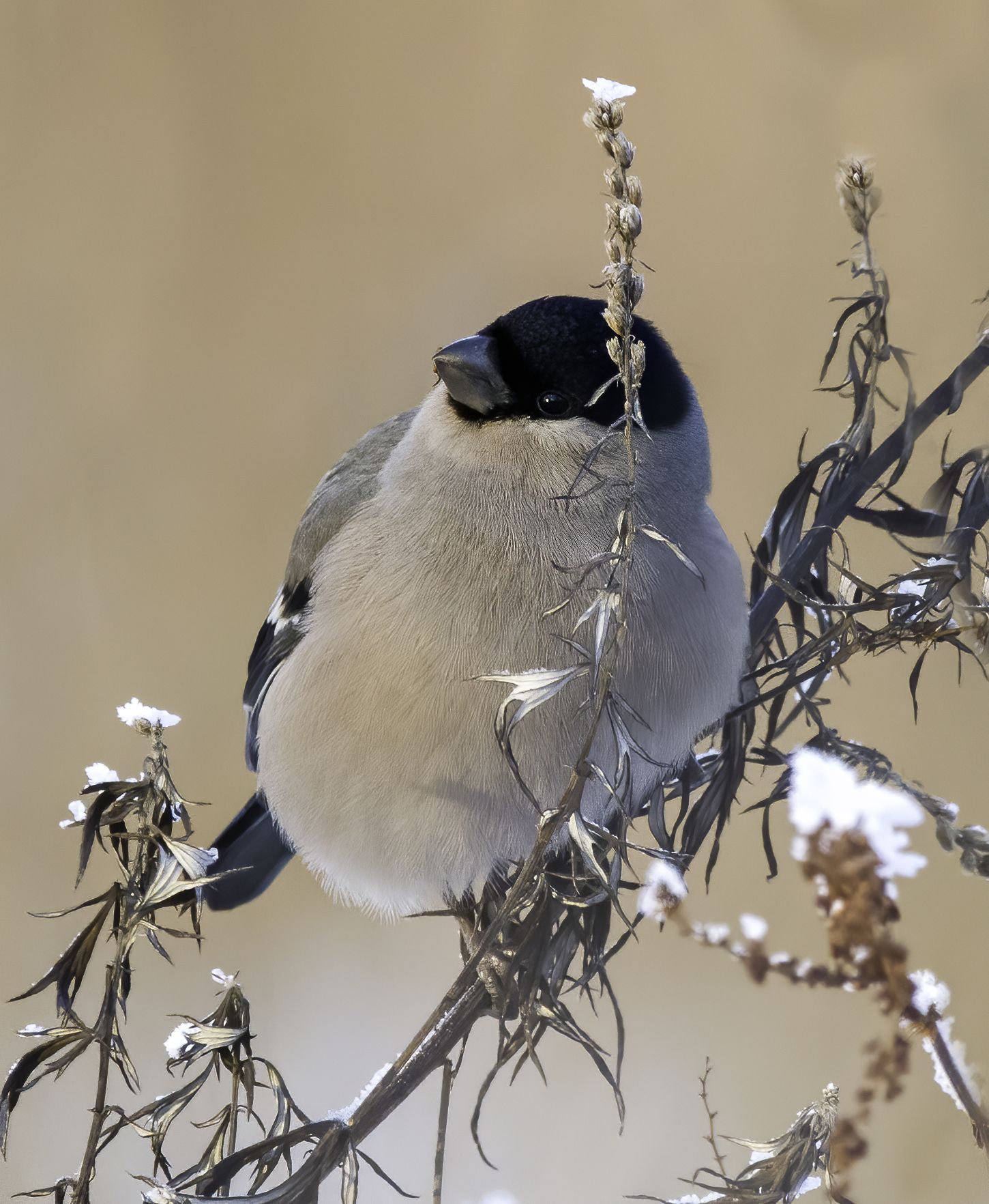 снегирь, птицы, природа, зима, birdwatching. birds, Михаил Ездаков