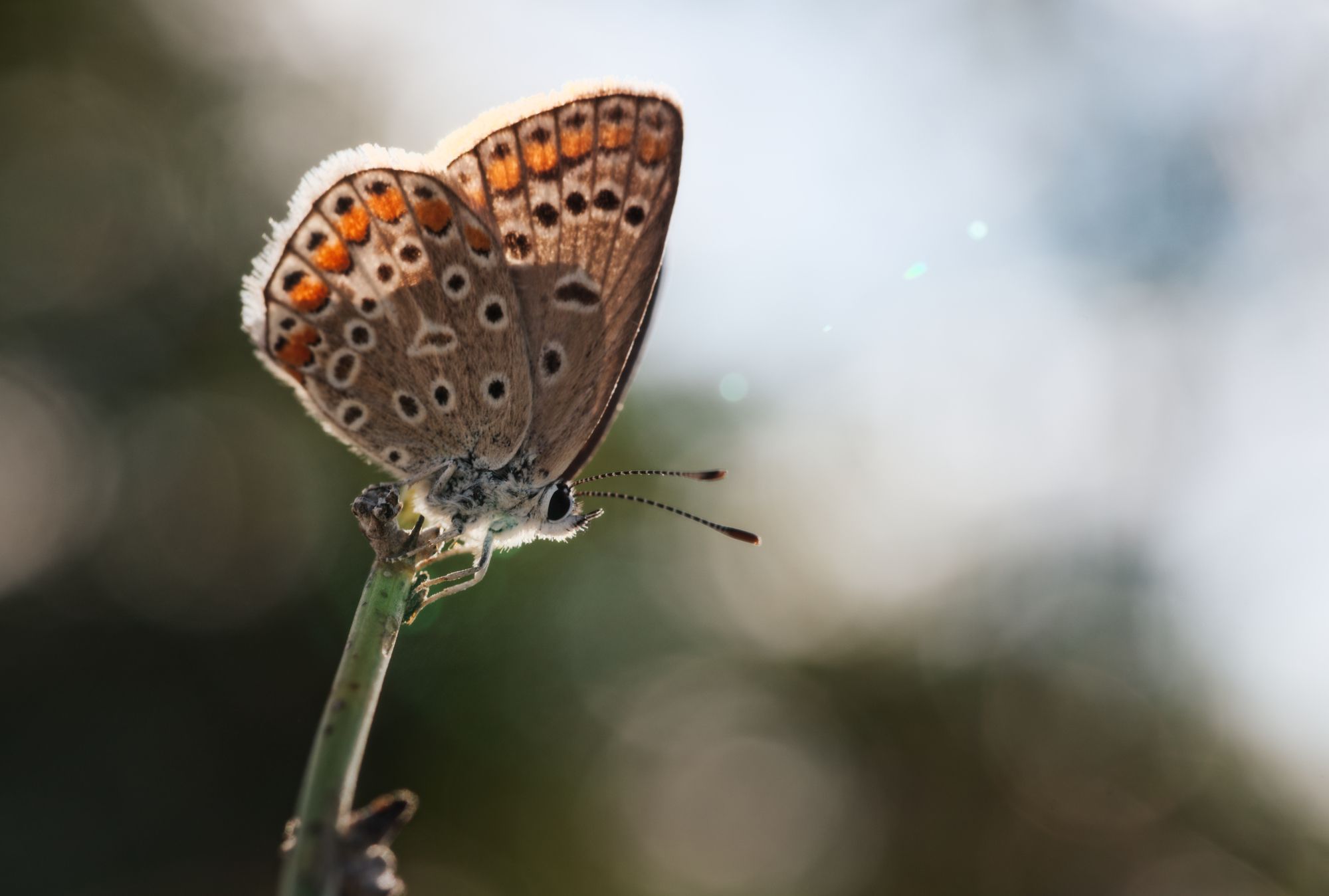 butterfly insect nature macro fine art, Panagiotis Dalagiorgos