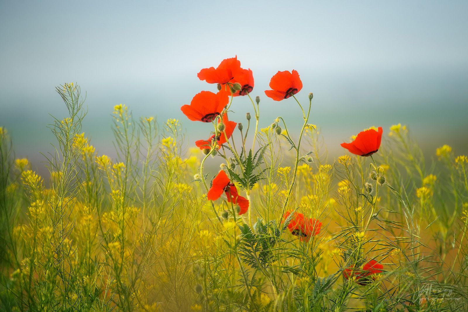 kazakhstan, spring, poppies, sunny, yellow, red, outdoor, landscape, Алексей Вымятнин