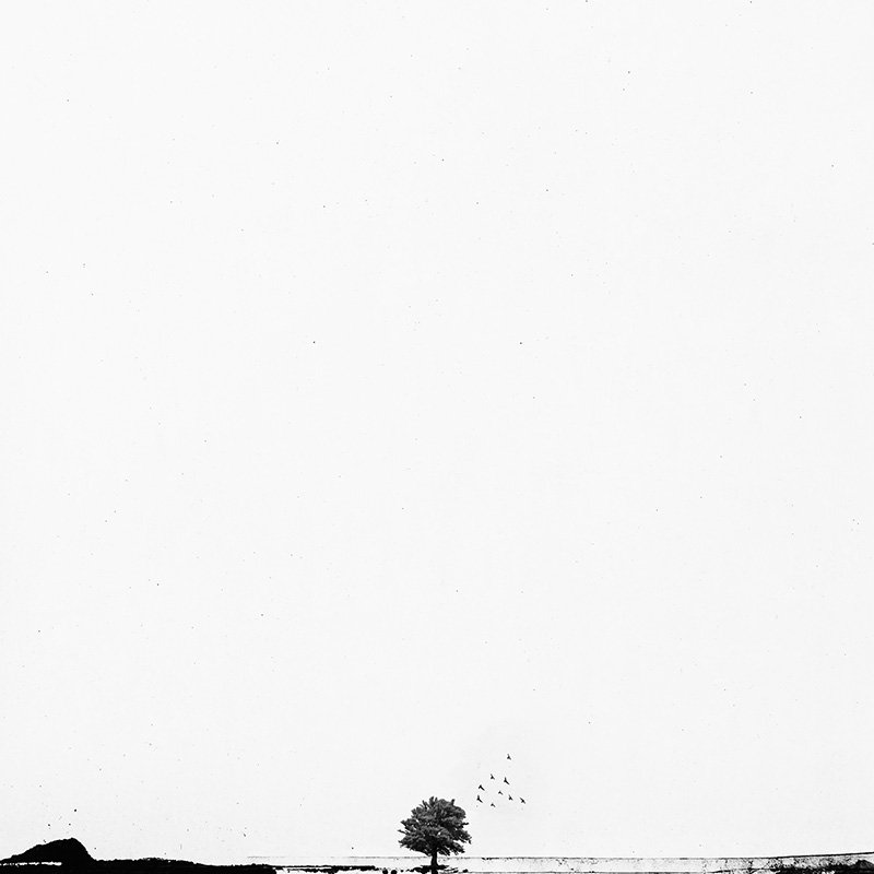 minimal, black and white, milad safabakhsh, square, tree, birds,, milad safabakhsh