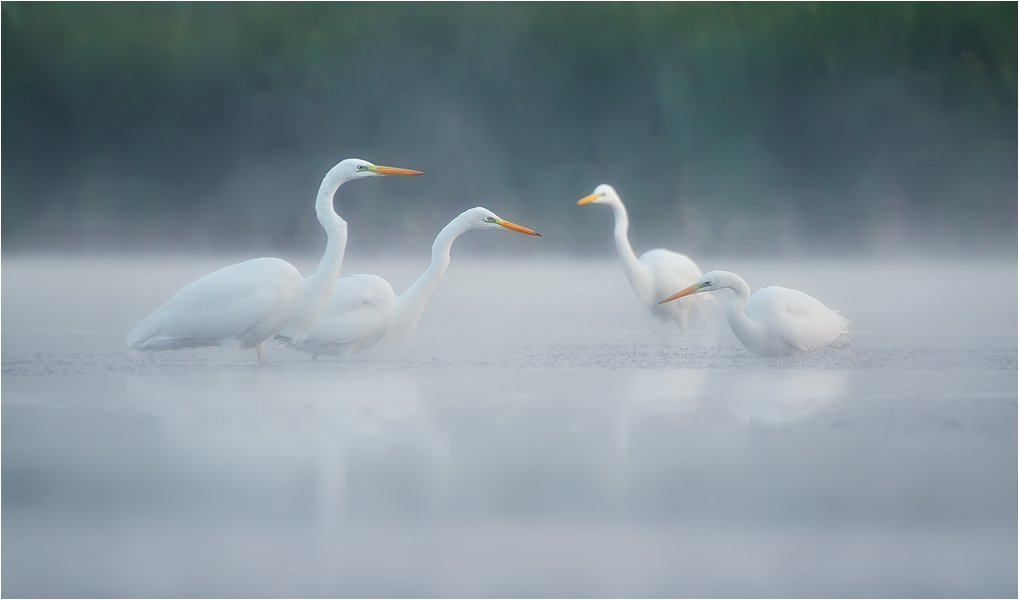Birds, Great White Egret, Wildlife, Большая белая цапля, Денис Кривой