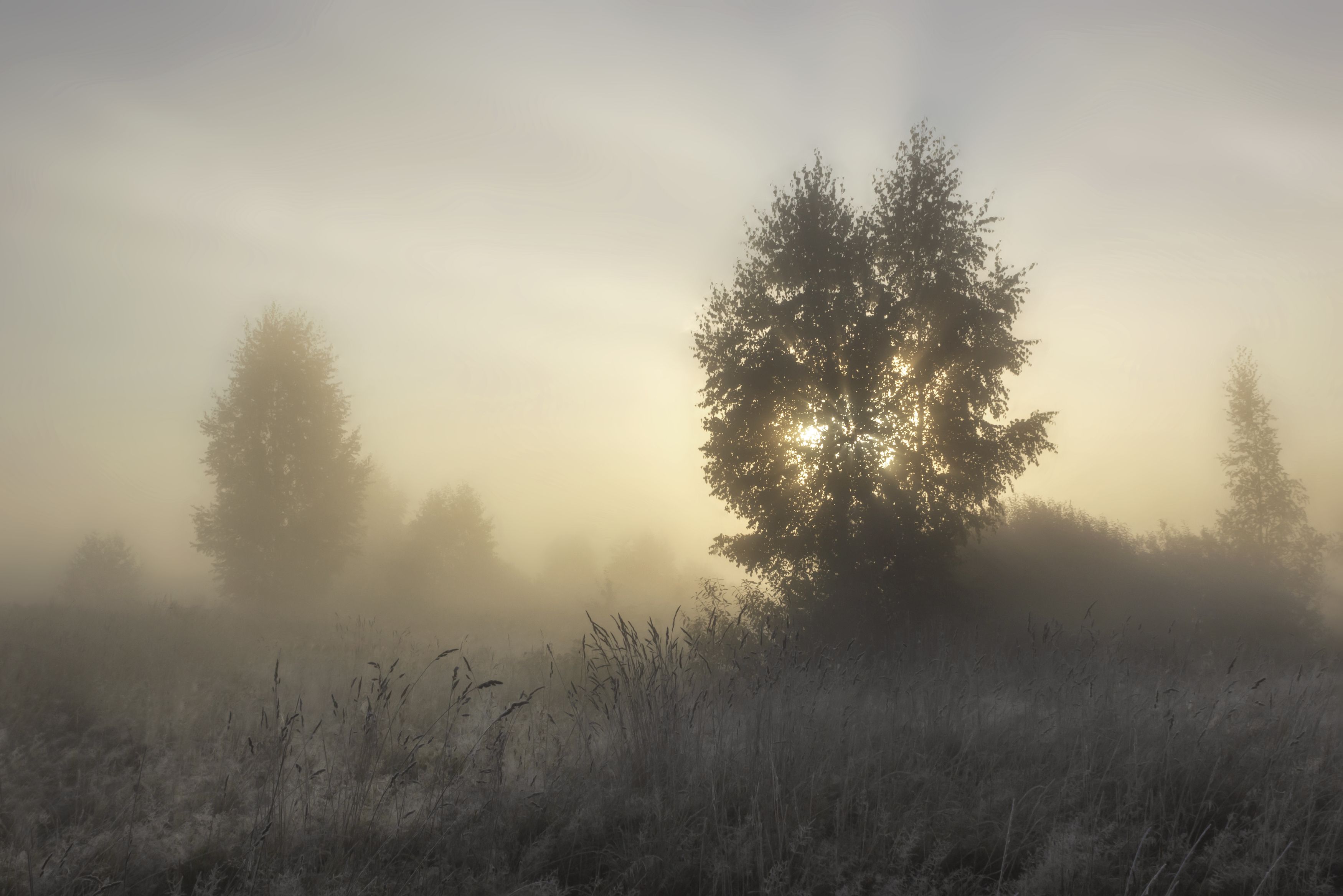 туман, пейзаж, природа, Ольга Бонина