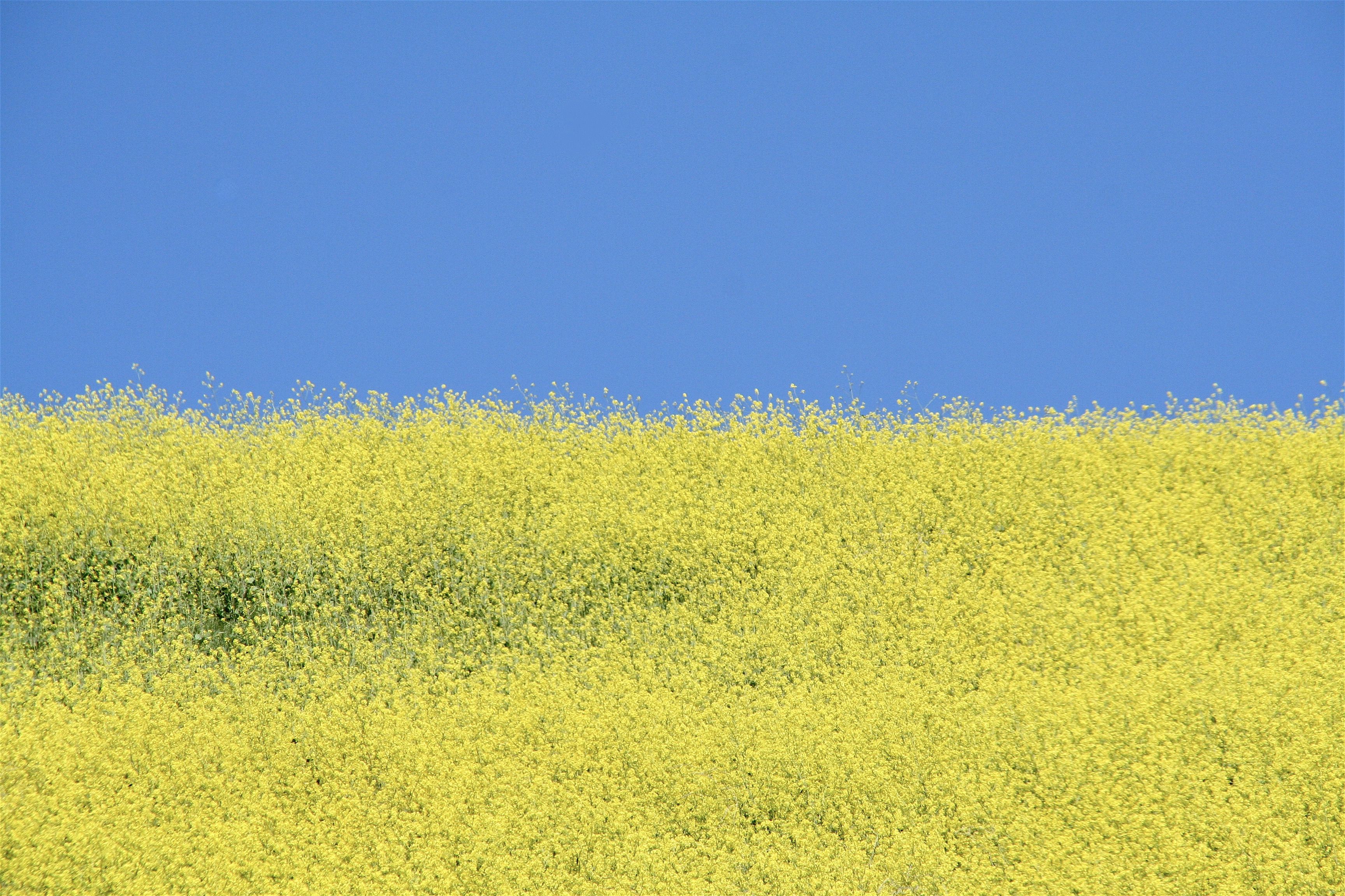 Landscapes, peace, colors, nature, Украина, мир, blue, yellow, Spring, field, sky, , Svetlana Povarova Ree