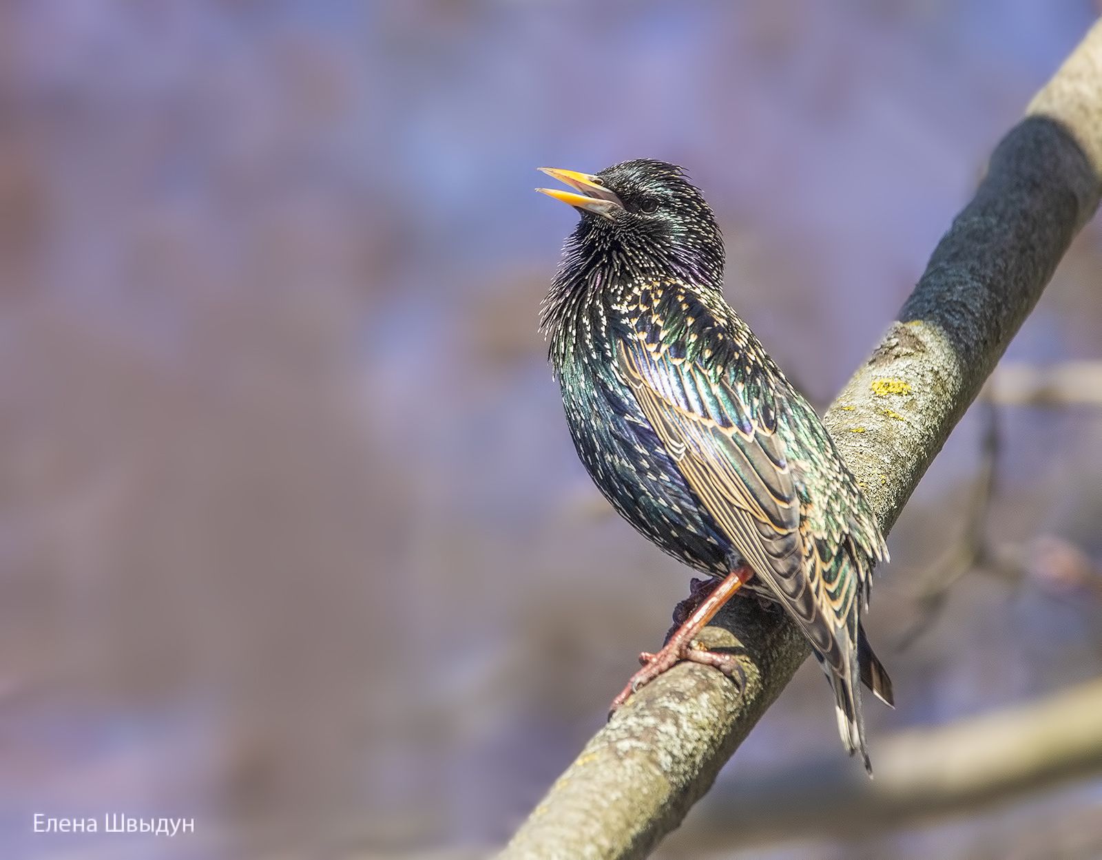 bird of prey, animal, birds, bird,  animal wildlife,  nature,  animals in the wild, сommon starling, скворец, Елена Швыдун