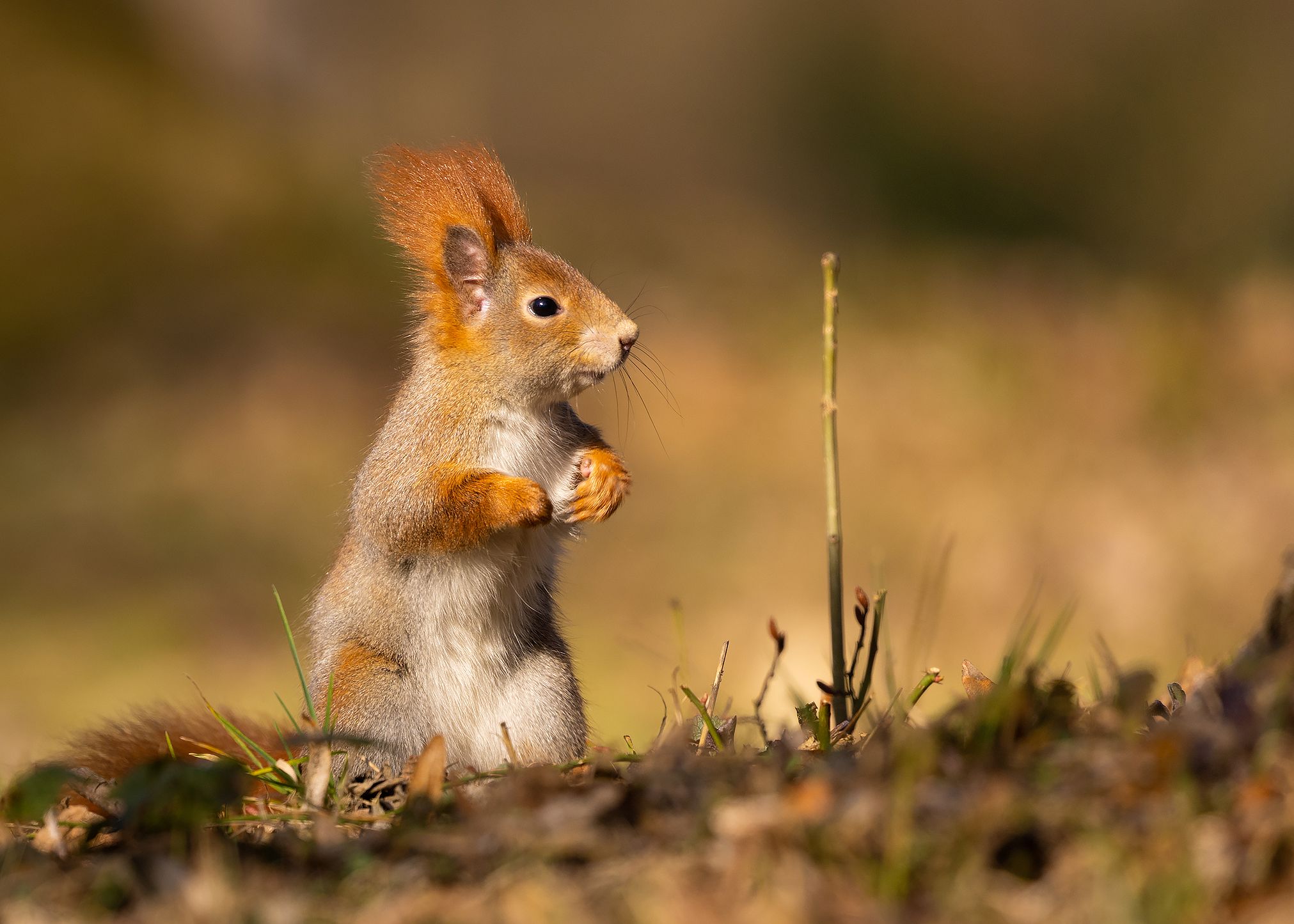 , Robert Adamec