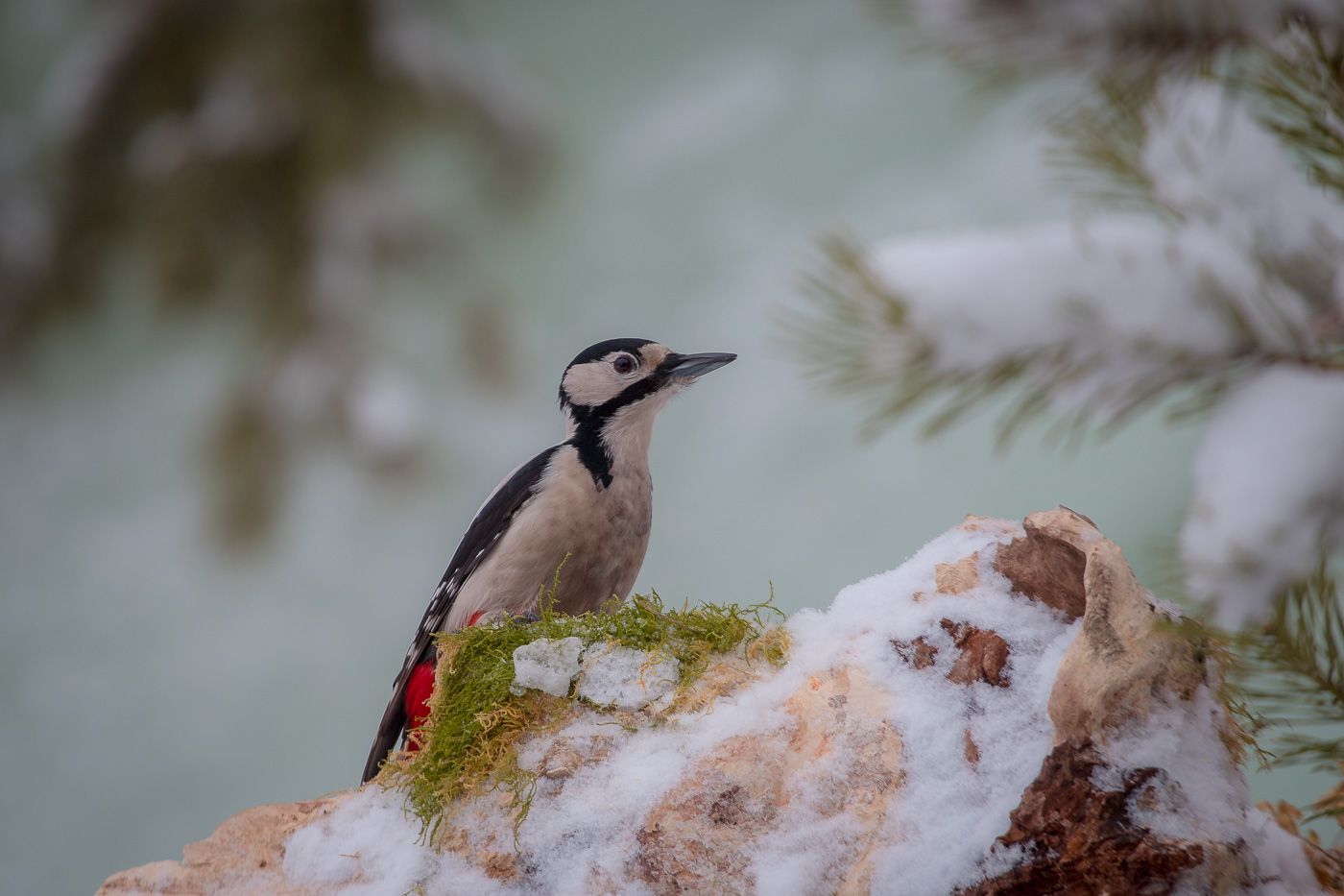птицы, birds, дятел, wildlife, great spotted woodpecker, winter, зима, Алексей Юденков