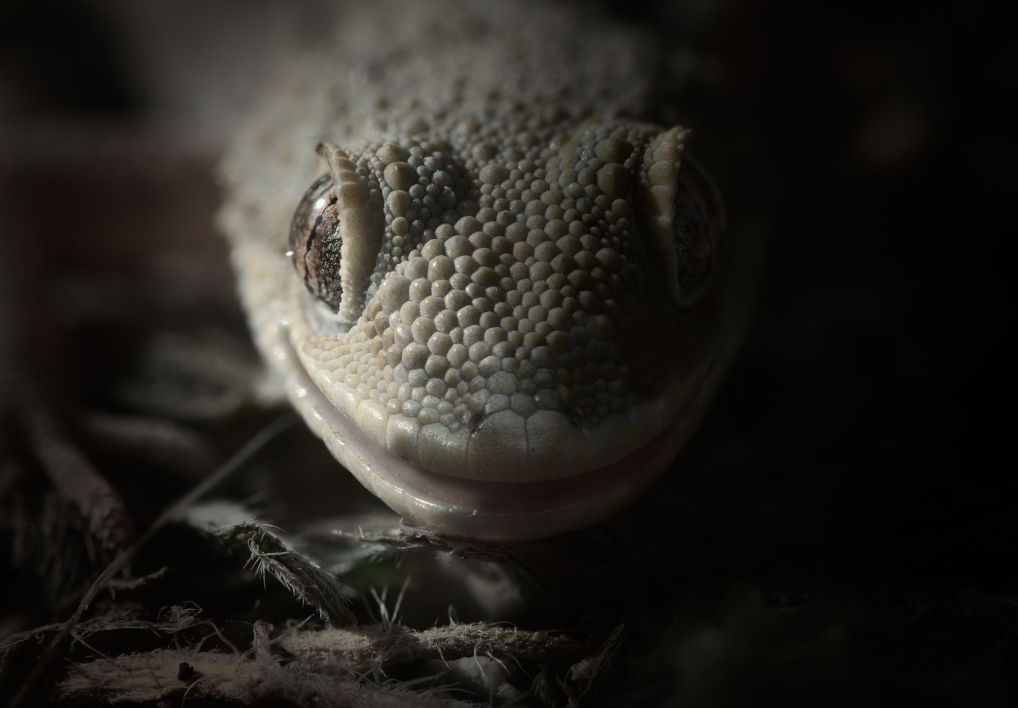 macro nature reptile gecko dark lizard, Panagiotis Dalagiorgos