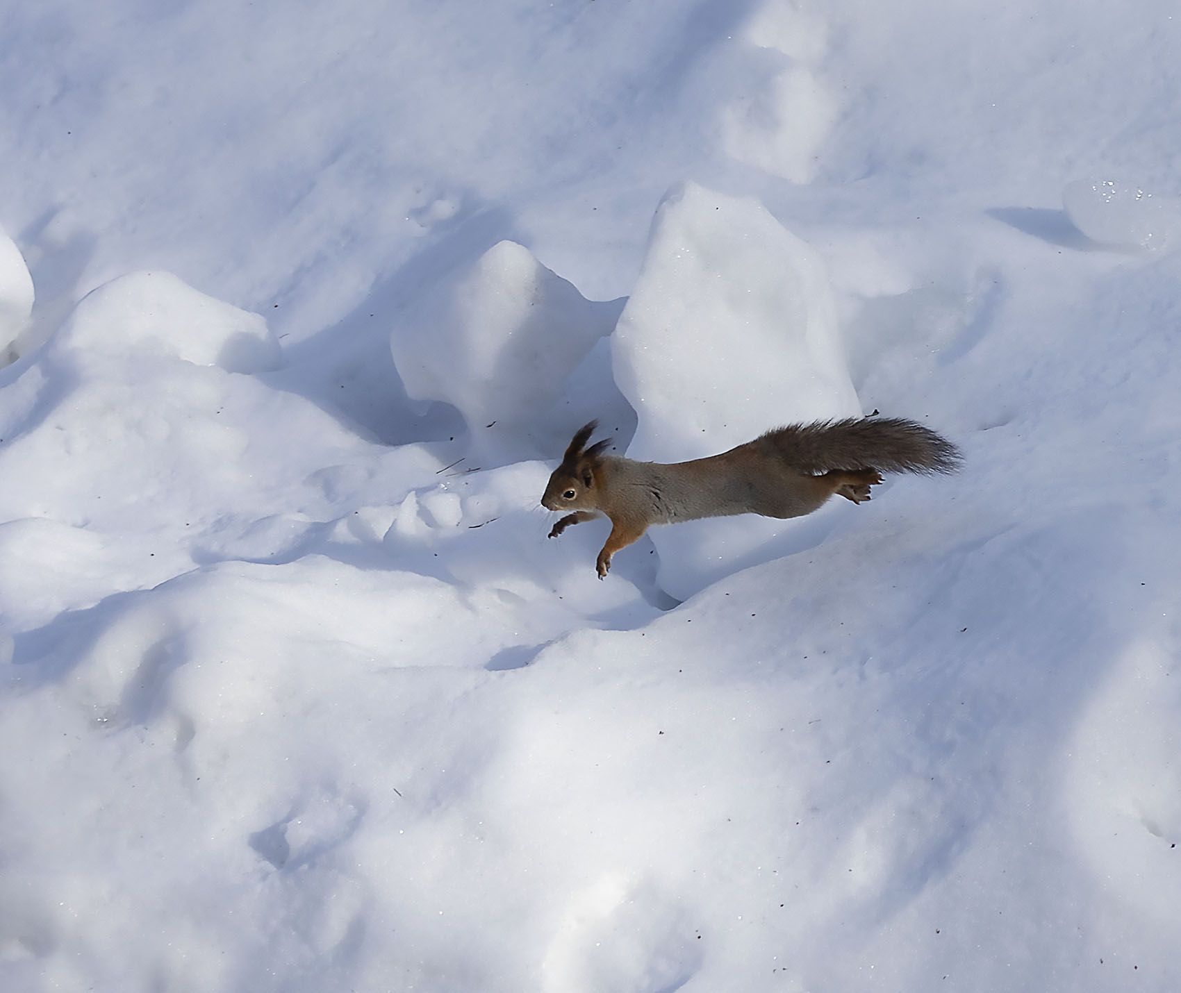 белка,полёт, природа, squirrel, flight, nature, Юлия Стукалова