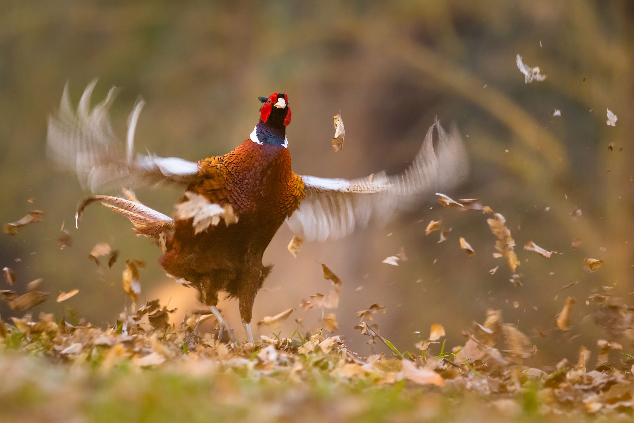 , Robert Adamec