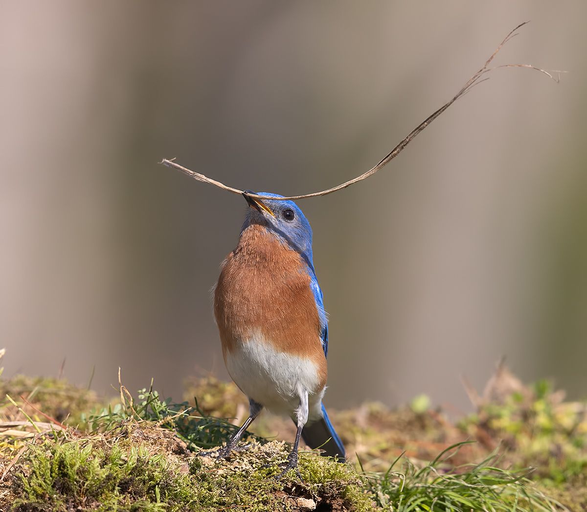 восточная сиалия, eastern bluebird, bluebird, Etkind Elizabeth