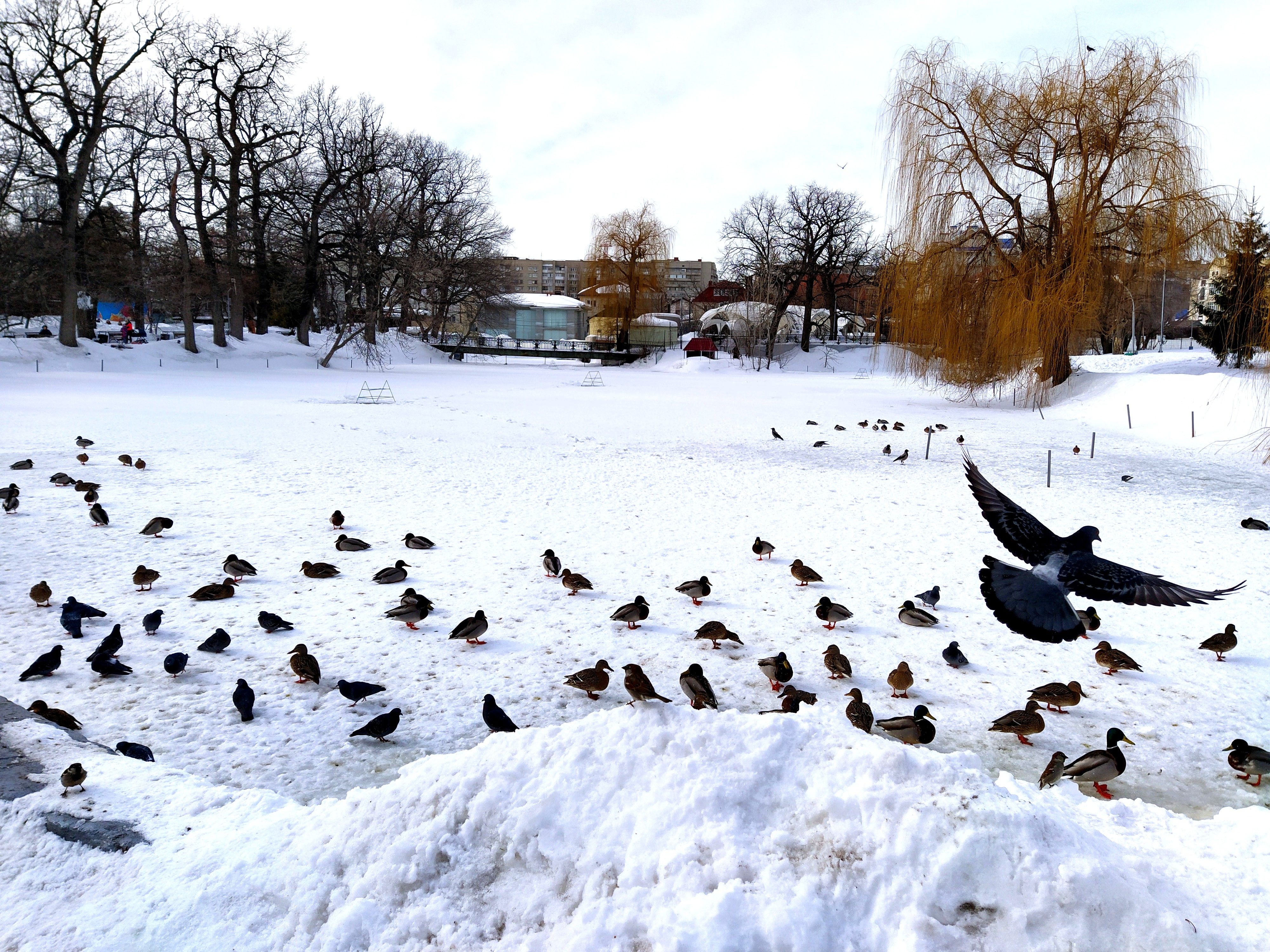 birds, many birds, snow and birds, spreading your wings, Karina Yakovleva