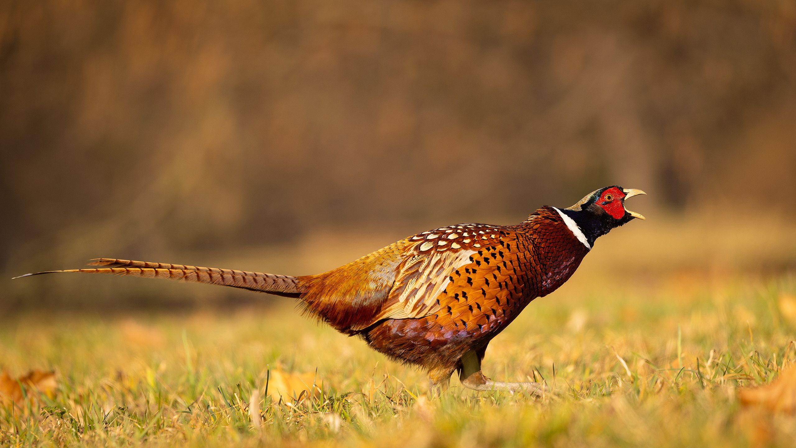 , Robert Adamec