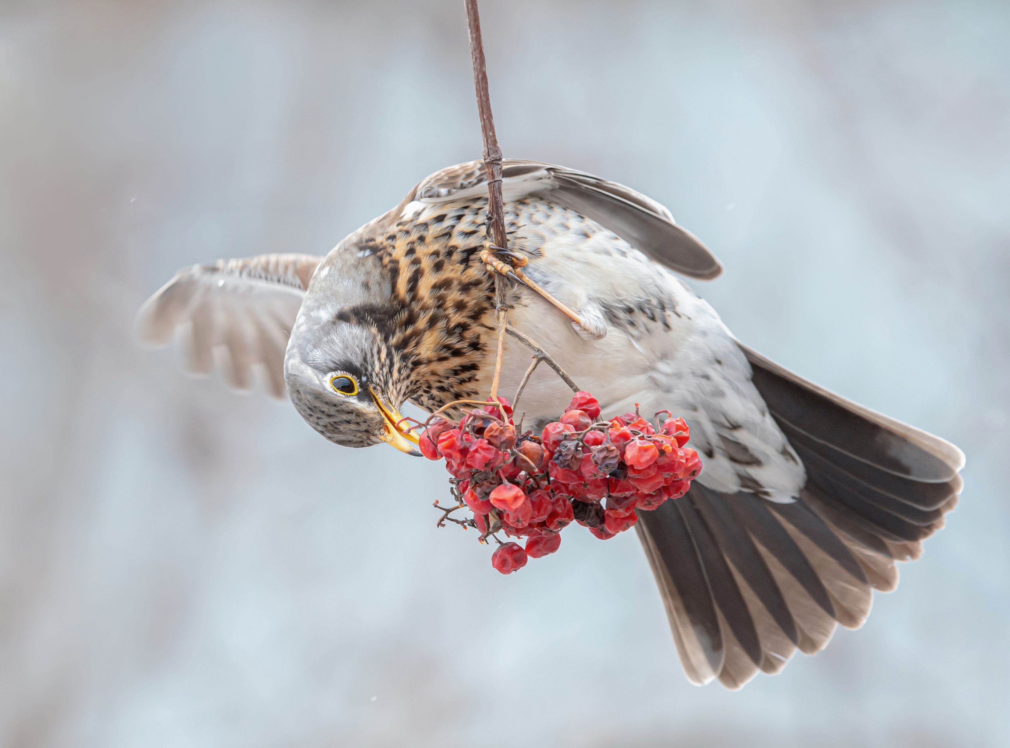 птицы,природа, весна, Андрей Киселёв
