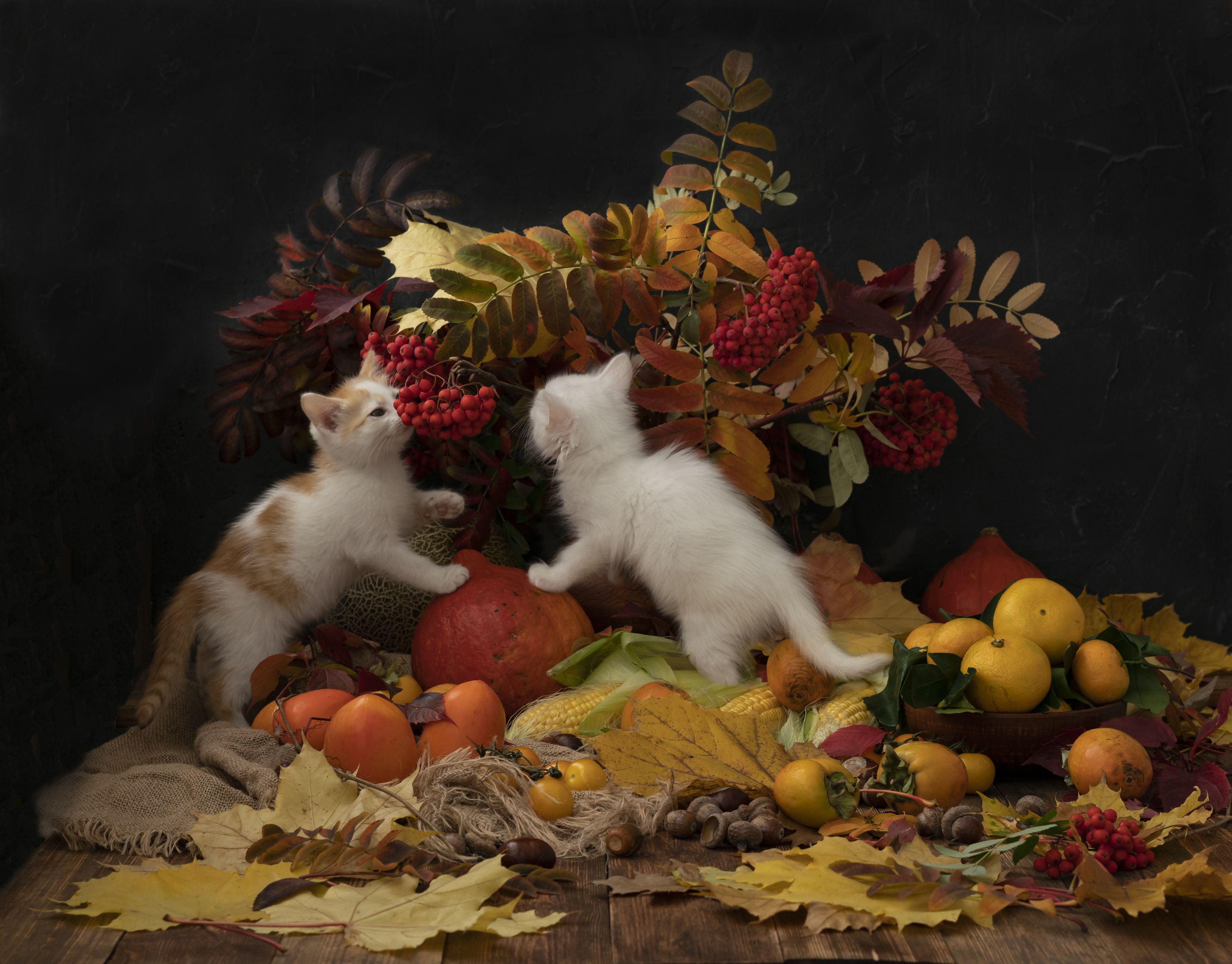 Натюморт, осень, котята, мандарины, хурма, кукуруза, тыква, желудь, листья, рябина, Artur Kochiev