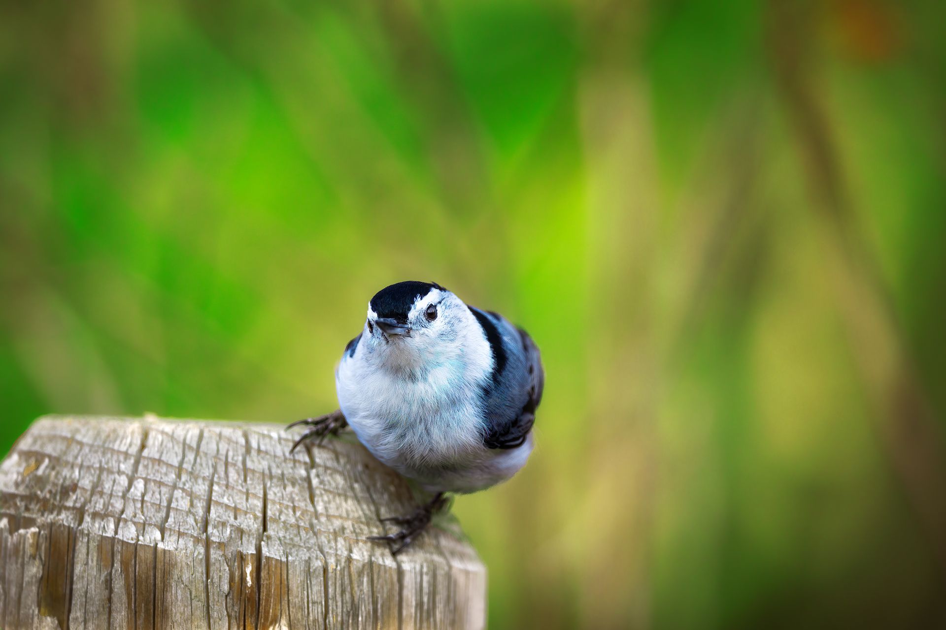 bird, cute, cuteness, wildlife, nature, animal, song bird, song, spring, Zhao Huapu