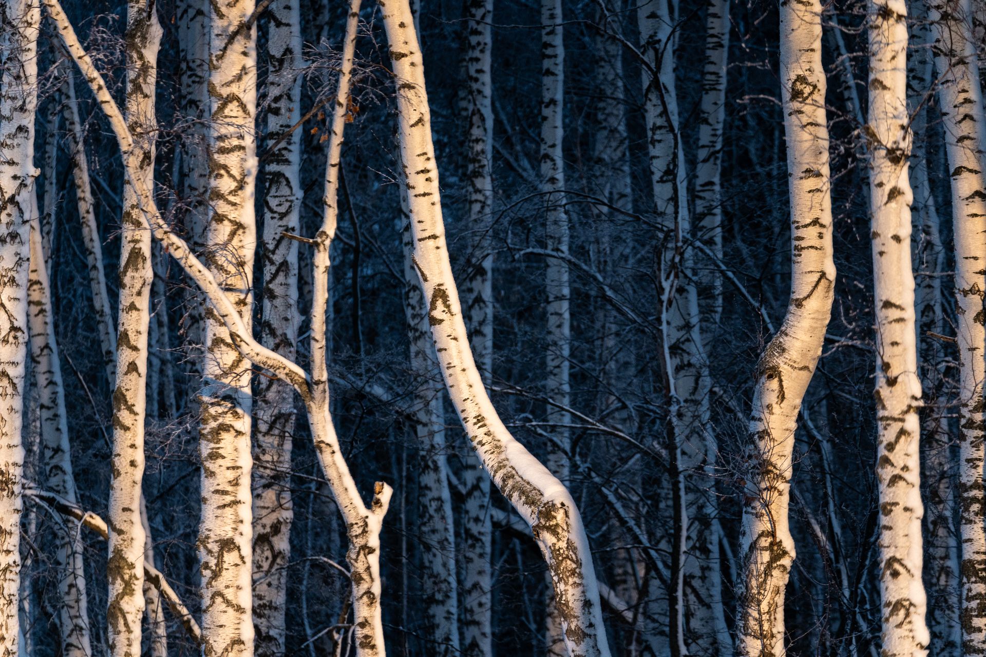 forest, Maria Pochikaeva