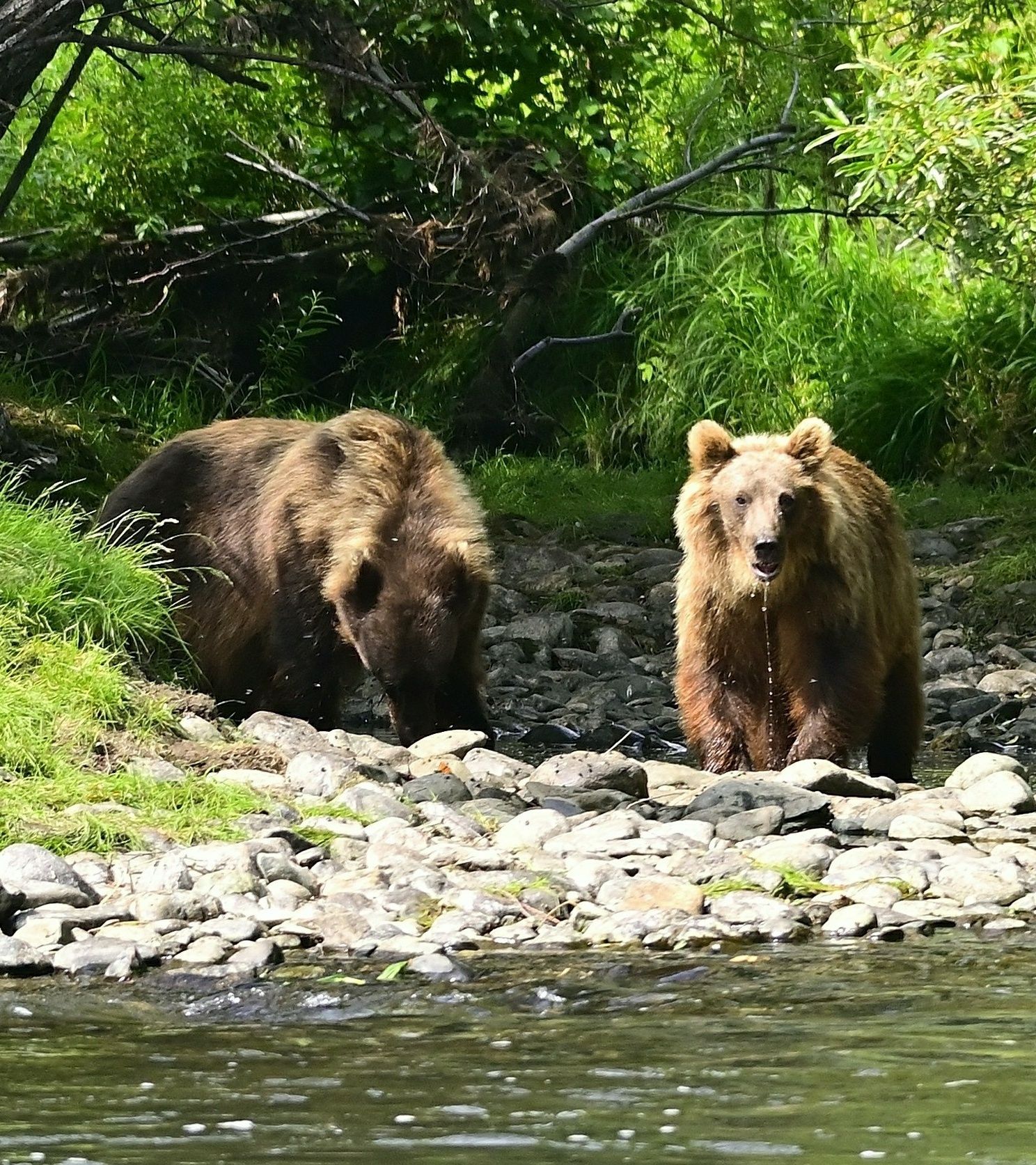 медведь, лосось, камчатка, Karasev Pavel