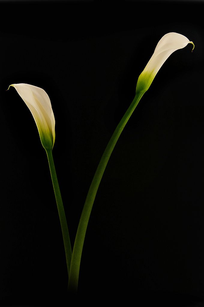 black, color, colors, concept, conceptual, flower, flowers, green, nature, photo, photography, white, zantedeschia,, Dr Didi Baev