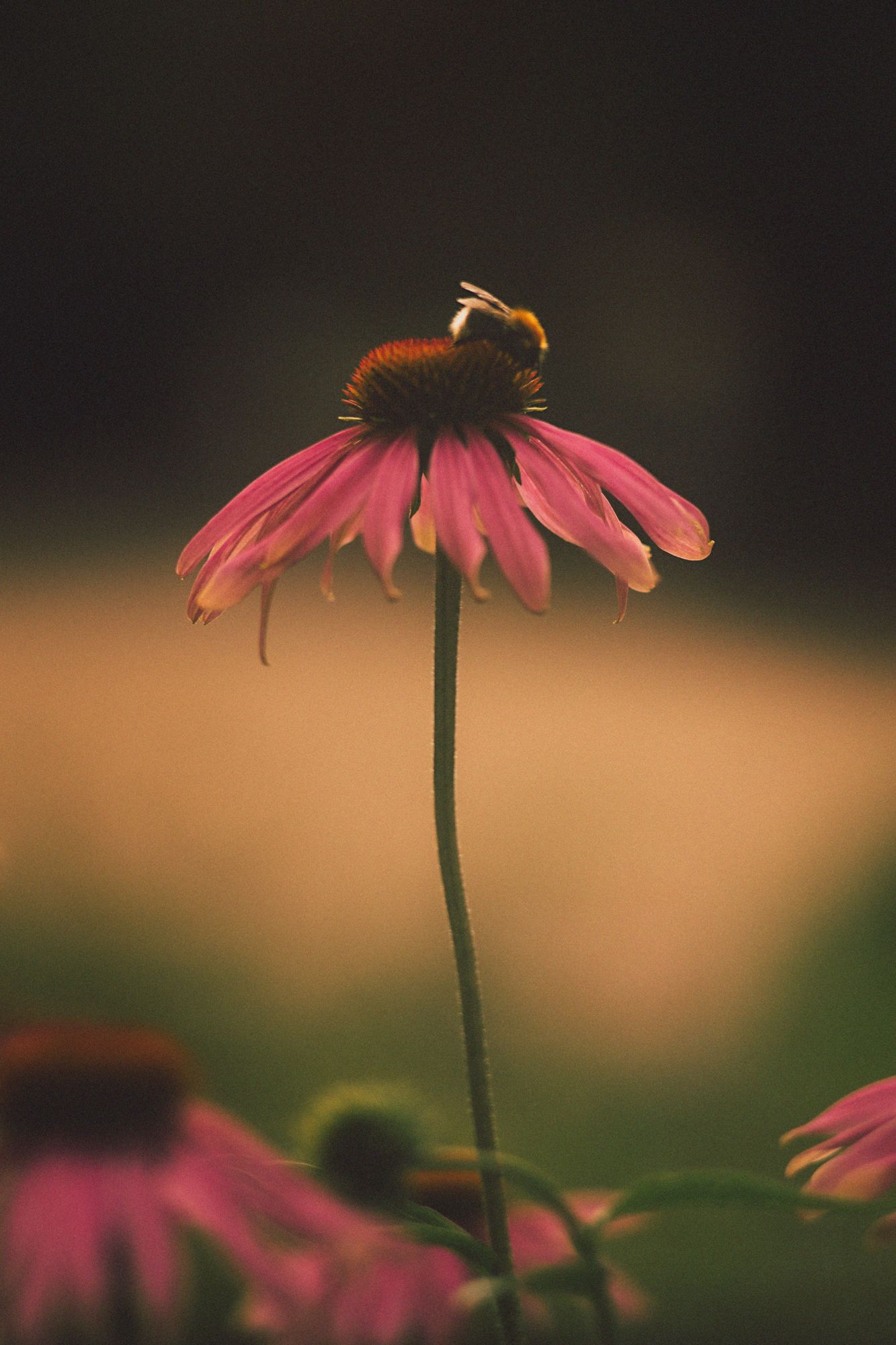 пчела, шмель, насекомое, парк, сад, цветок, цветы, задний фон, розовый, красный ,гербера, лепесток, листья, Анжелика