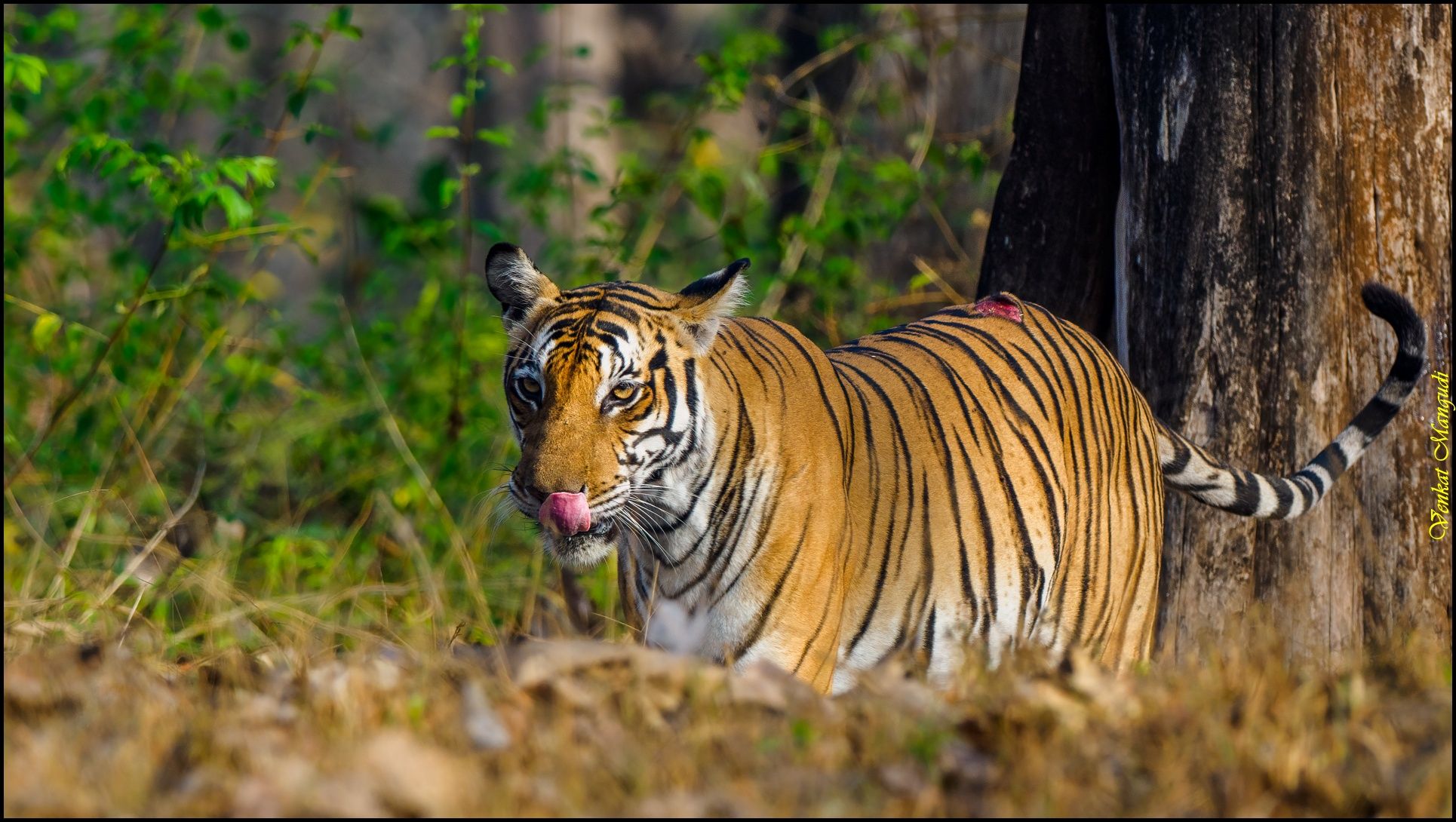 #SaveTheTiger, Venkat Mangudi