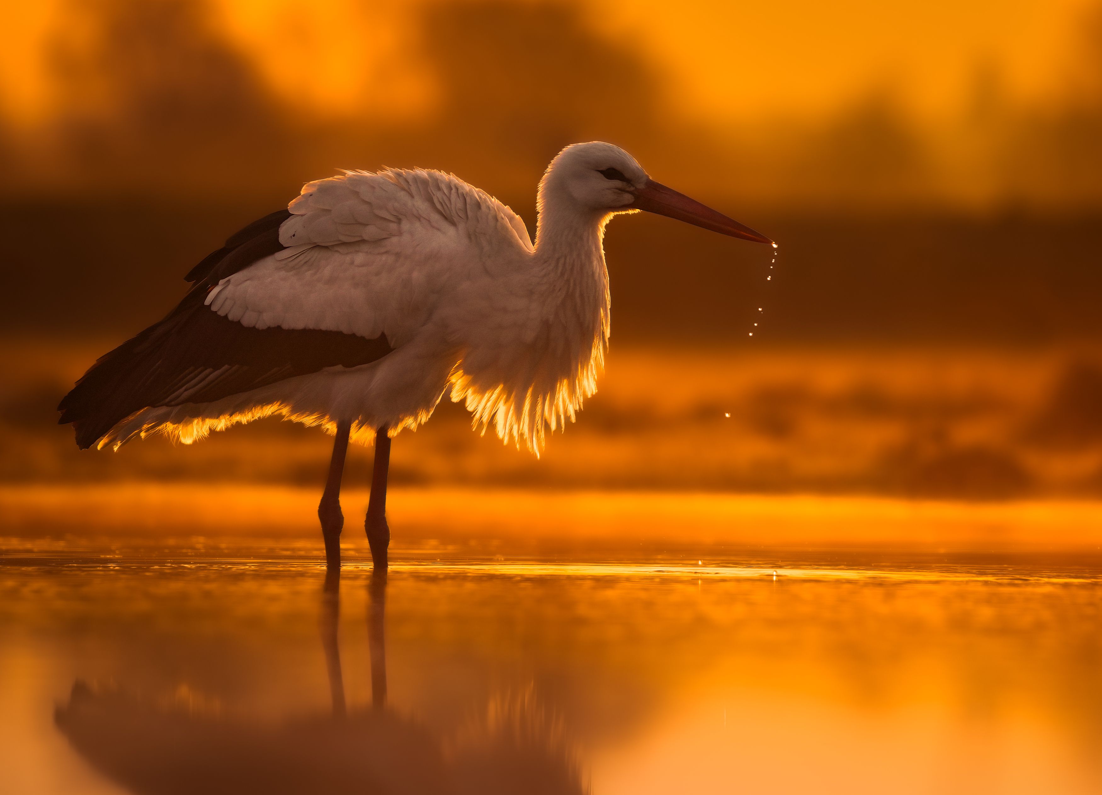 bird, birds, shadows, sunrise, golden hour, wildlife, stork, water, silhoeutte, Wojciech Sobiesiak