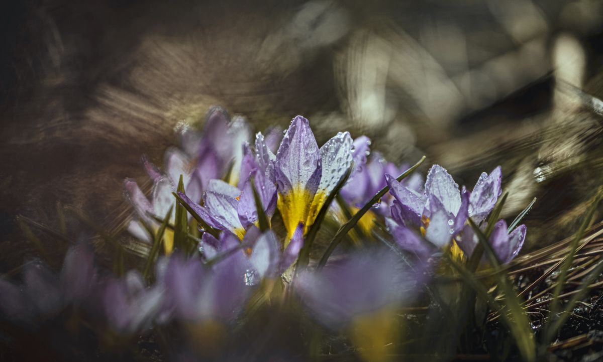 природа, макро, весна, цветы, крокус, капли дождя, Неля Рачкова
