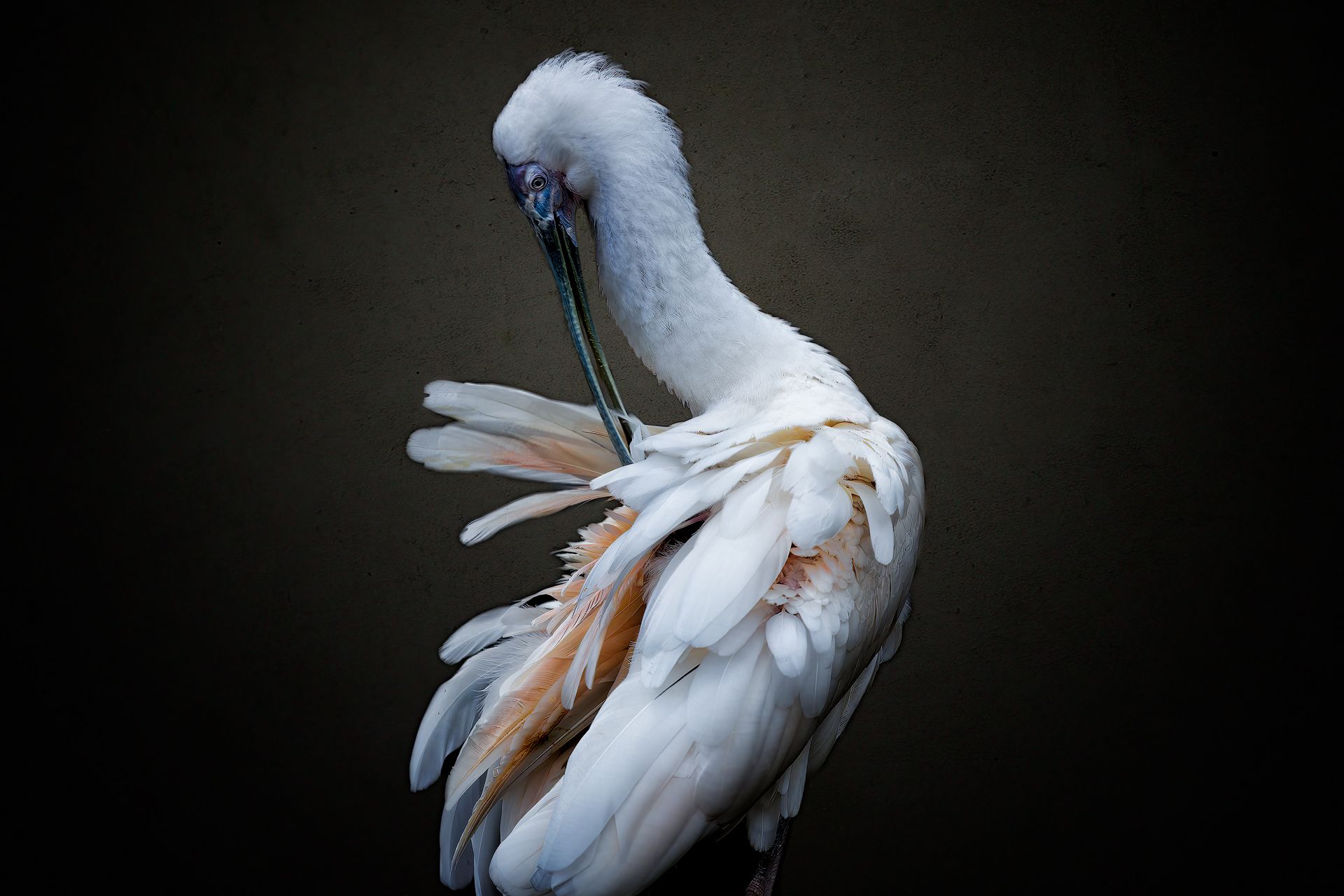 animal, nature, water bird, bird, spoonbill, fluffy, feather, wing, tail, Zhao Huapu