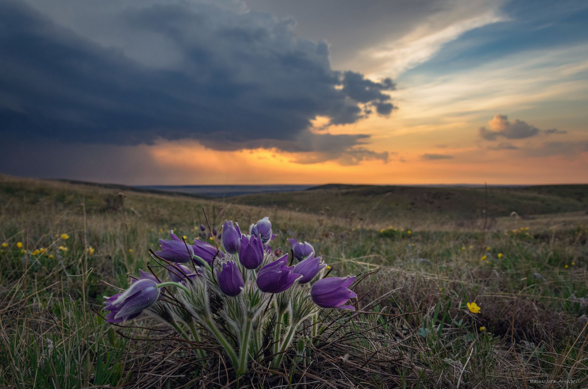 весна, цветы, небо, вечер, природа, сон-трава, прострел раскрытый, Andrey Vasilyev