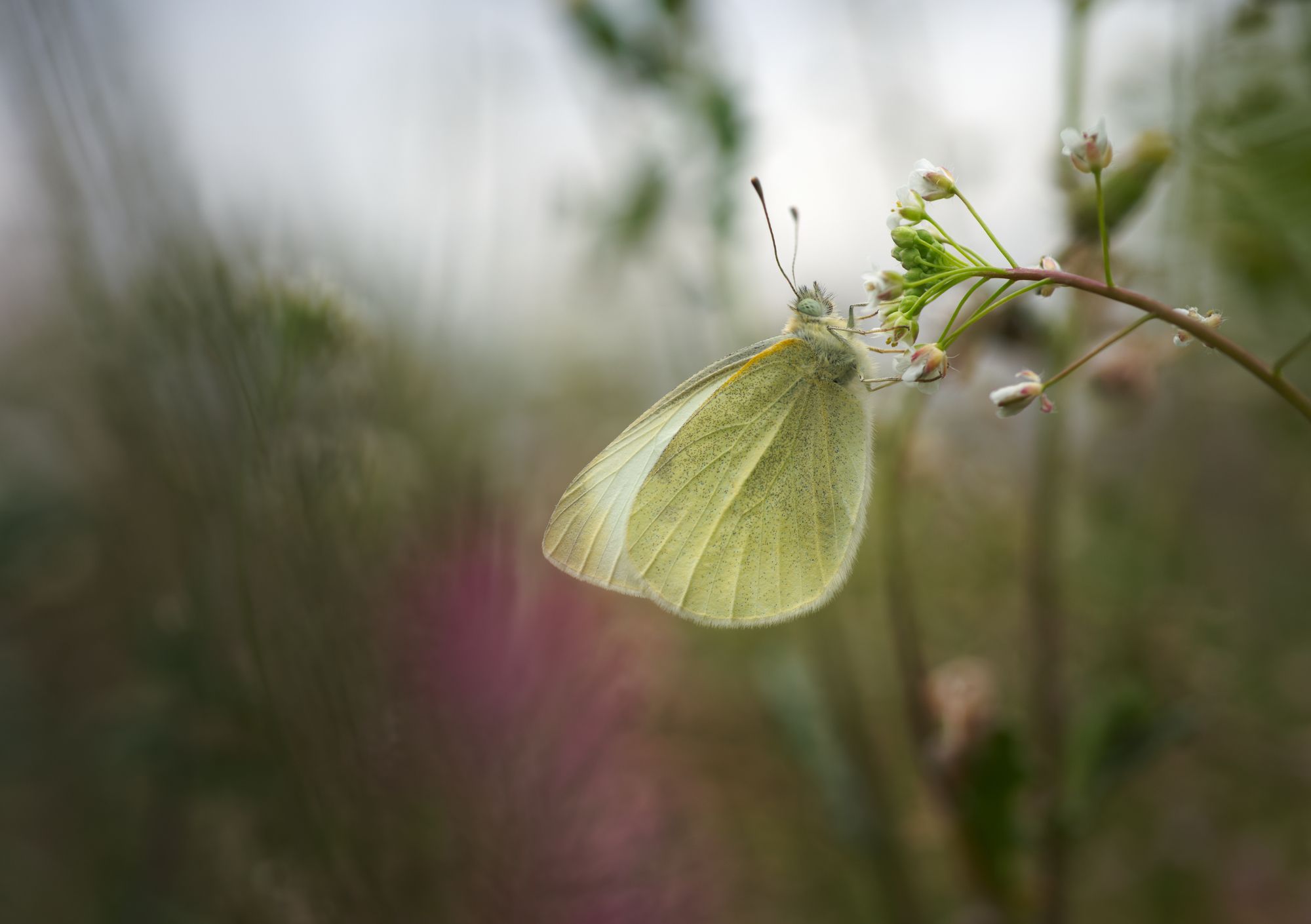 insect macro butterfly nature wildlife fineart art minimal, Panagiotis Dalagiorgos