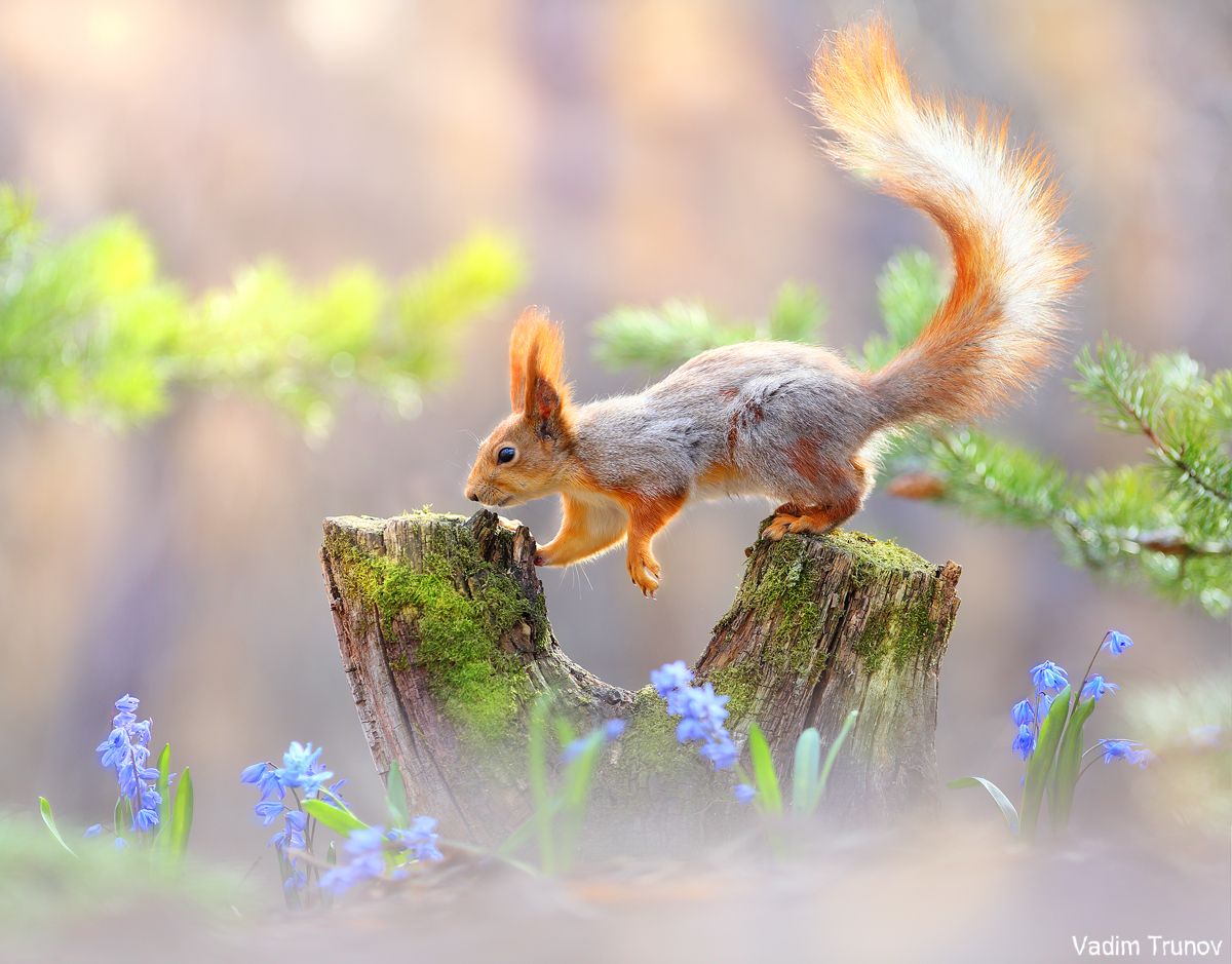 белка, весна, squirrel, Вадим Трунов