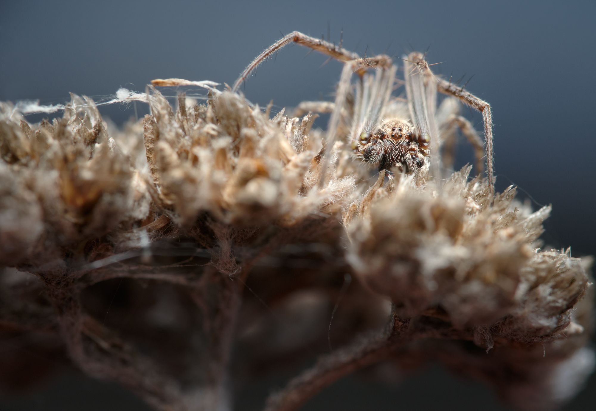 spider macro nature predator pose fineart camouflage, Panagiotis Dalagiorgos