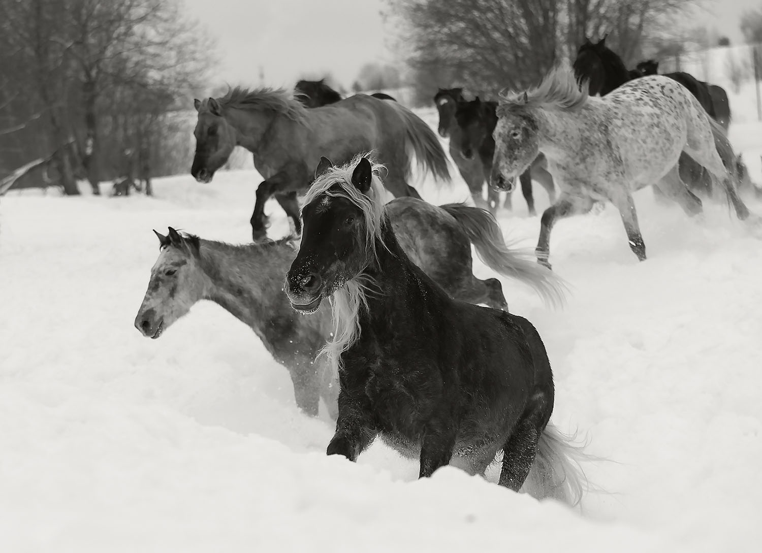 лошади,табун, зима,поле,природа, красота, horse,herd,animal, beautiful, winter,field, movement,nature, Юлия Стукалова