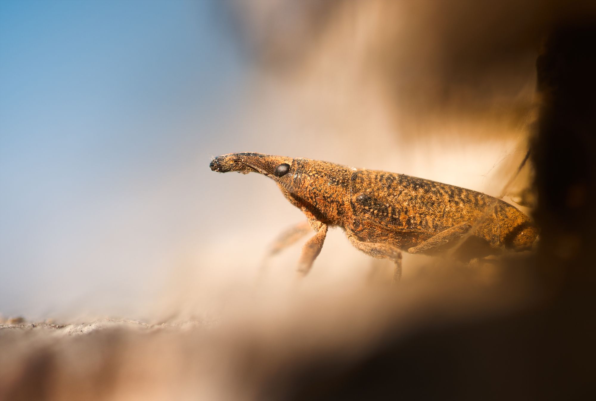 insect macro weevil nature wildlife fineart art minimal light, Panagiotis Dalagiorgos