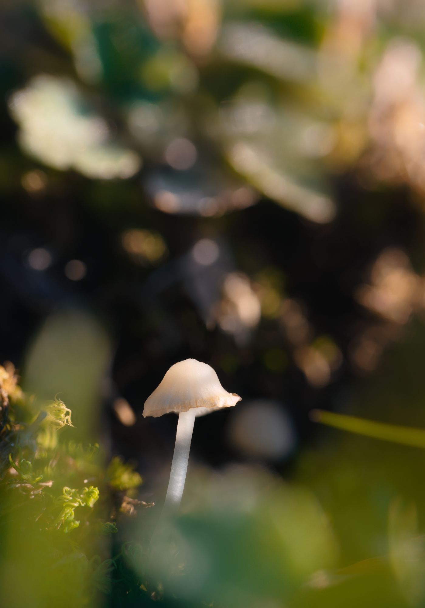 macro mushroom nature fungus fungi bokeh, Panagiotis Dalagiorgos