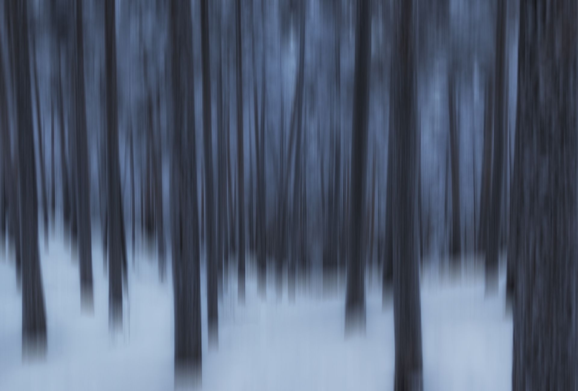 абстракция, лес, деревья, Евгений Гецев