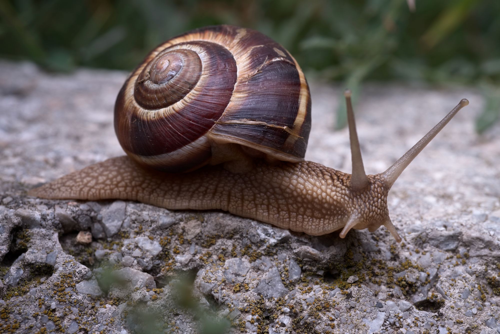 snail macro nature spiral gastropoda helix, Panagiotis Dalagiorgos