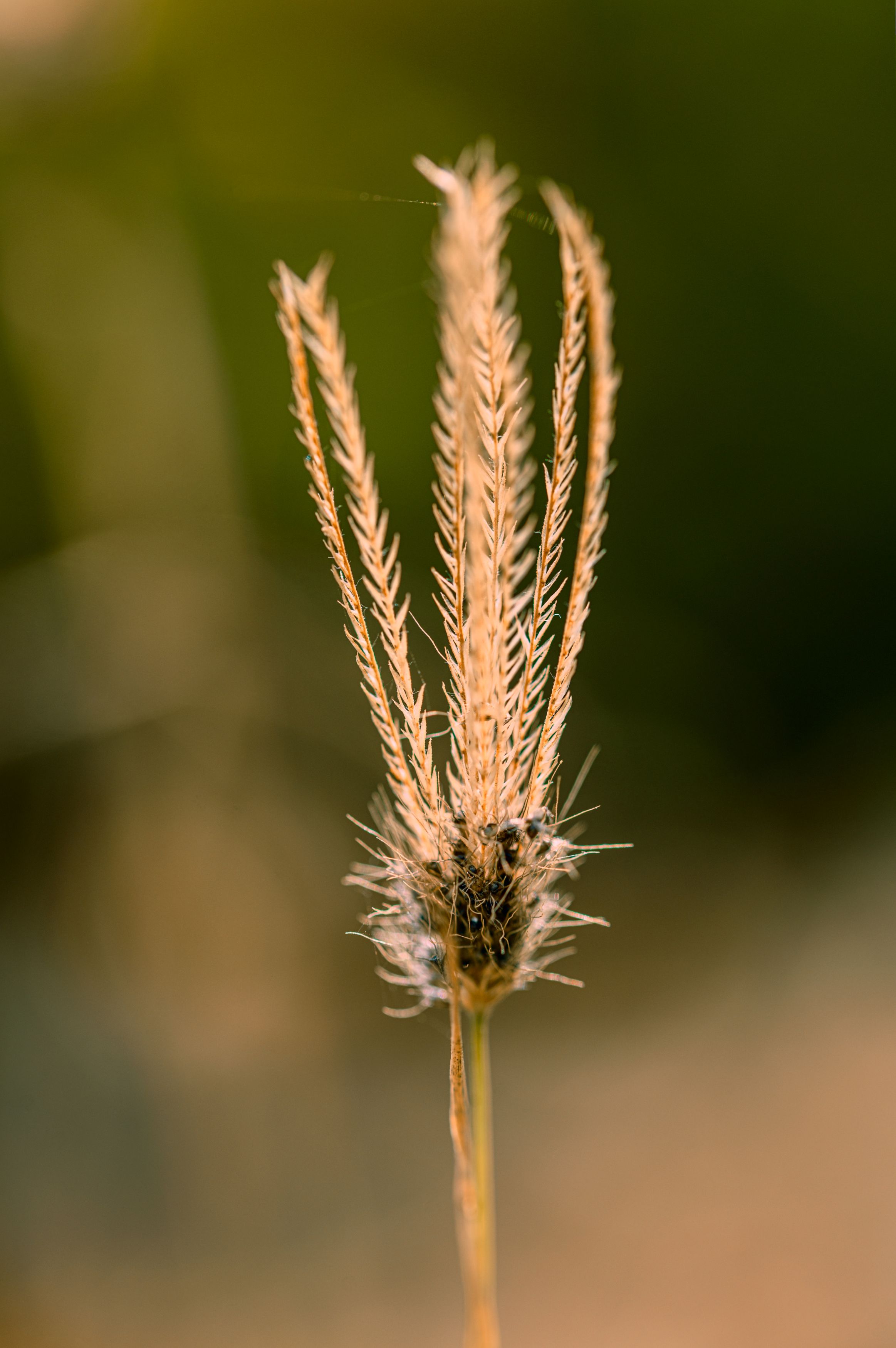 flower,macro.close,grass.beauty,nikon,pleace,love,light,details,petals,fragile,wild,field, G N RAJA