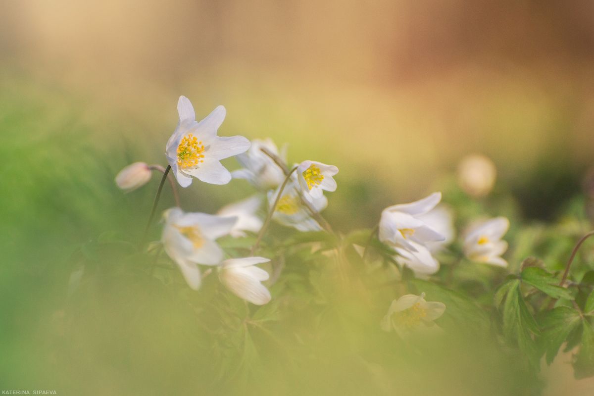 природа, весна, лес, цветы, Сипаева Катерина