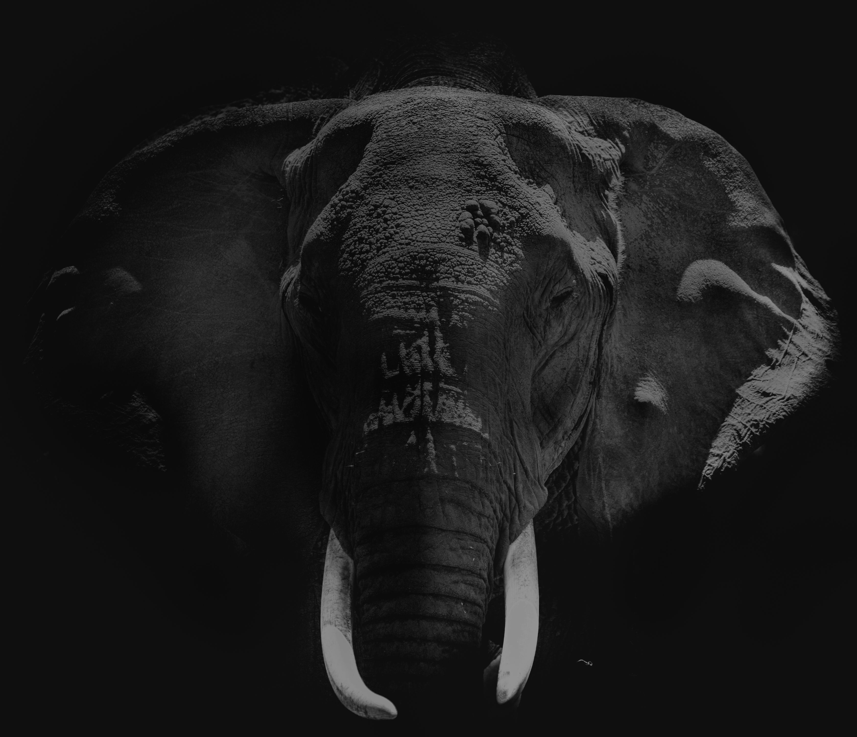elephant, africa, safari, animal, mammals, black and white, Roman Bevzenko