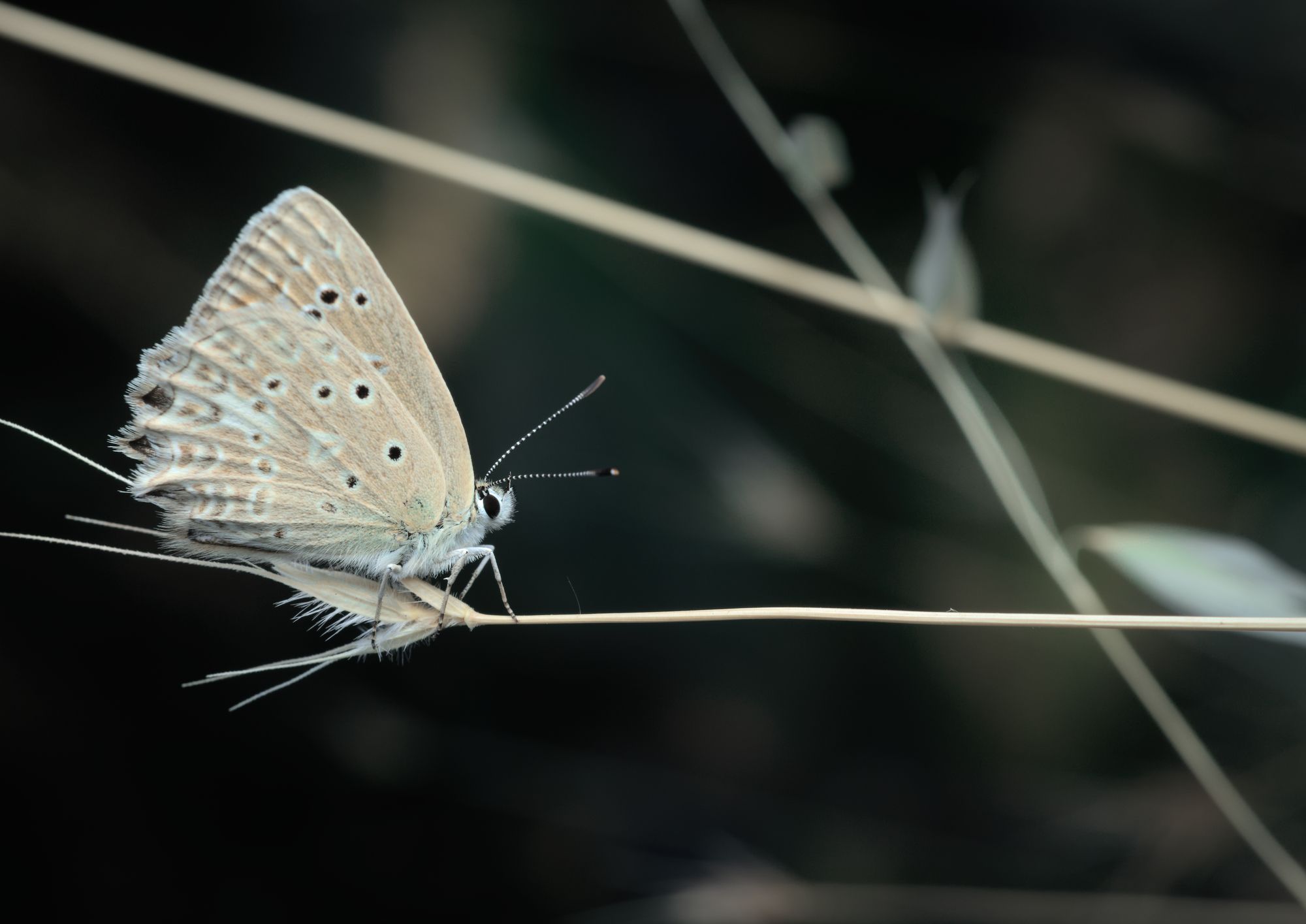 insect macro butterfly nature wildlife fineart art minimal, Panagiotis Dalagiorgos