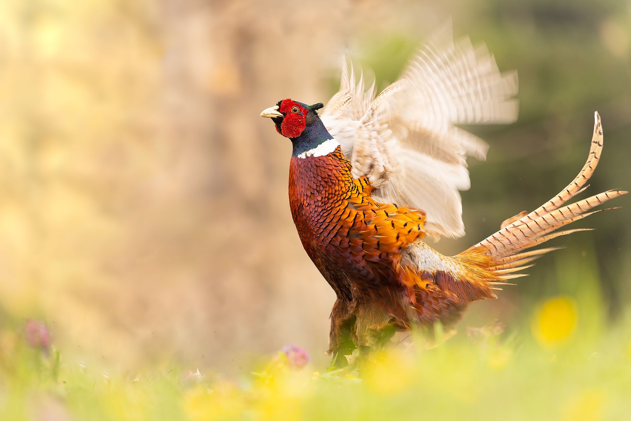 , Robert Adamec