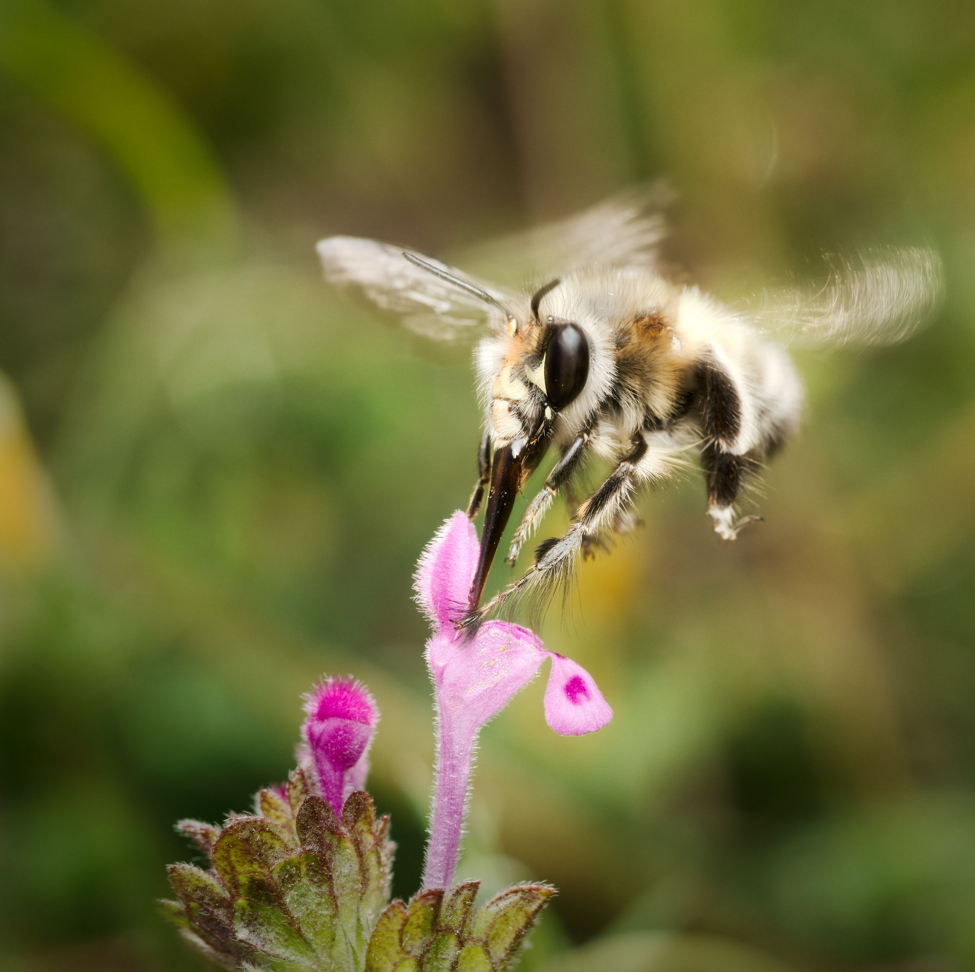 insect macro nature wildlife bee action in flight, Panagiotis Dalagiorgos